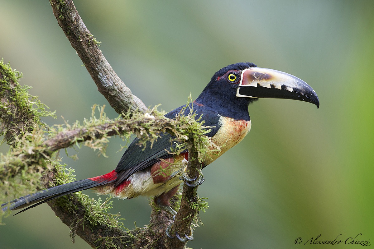 Collared Aracari