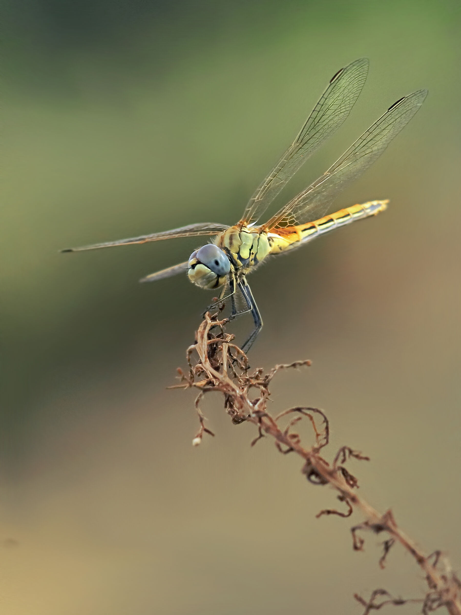 Libellula