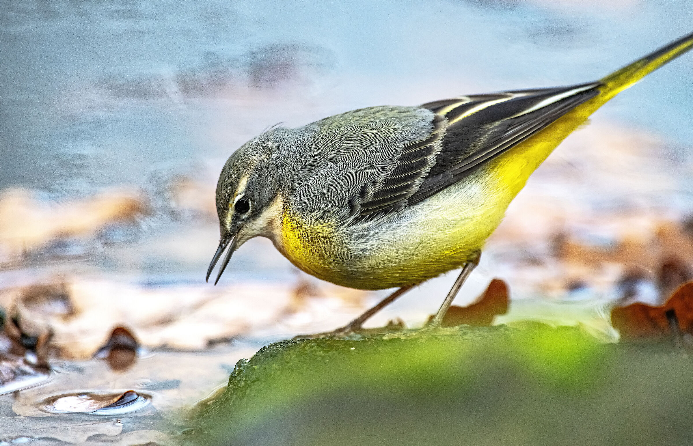 The Yellow Ballerina