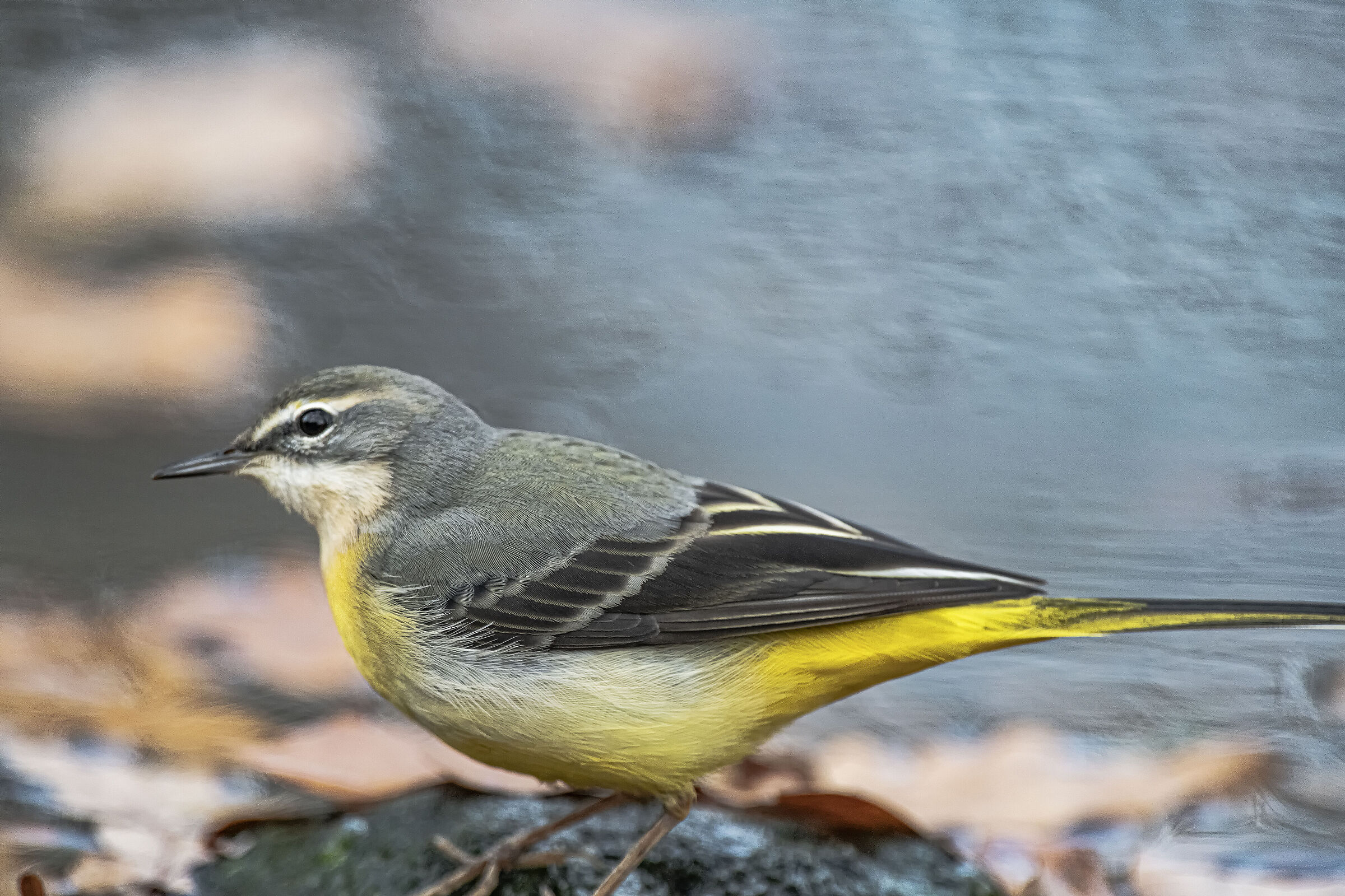 Grey wagtail