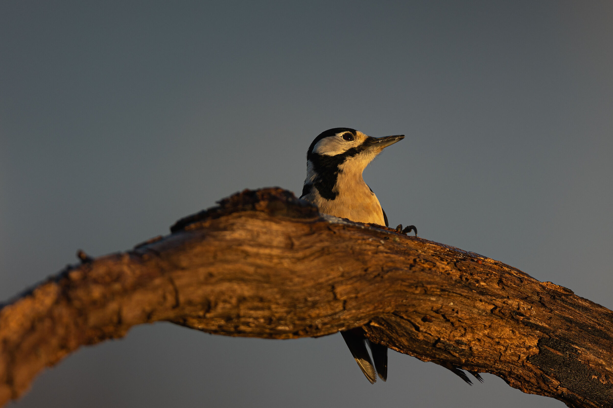 Curone Park - Montevecchia
