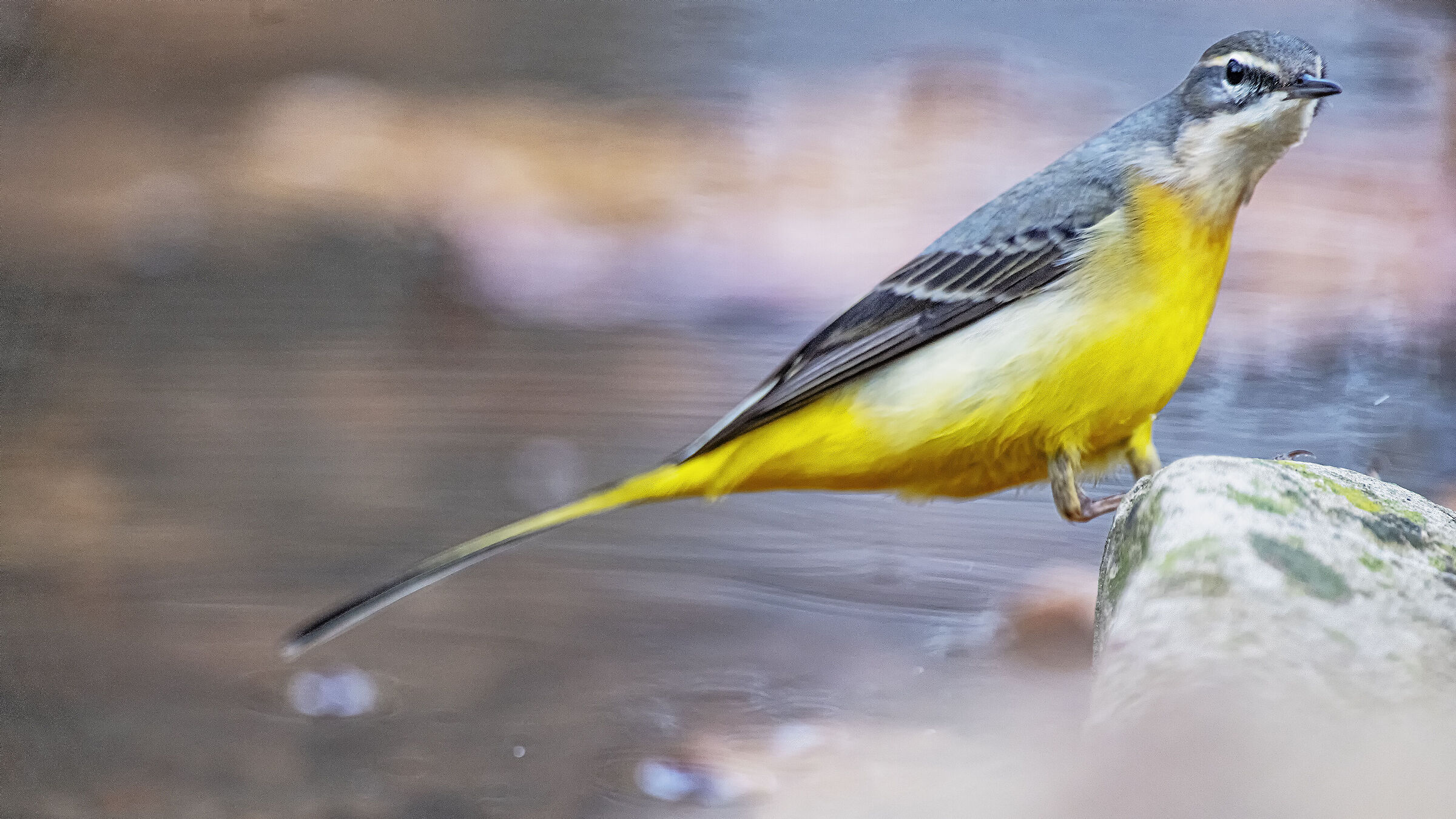 The leap of the Yellow Dancer