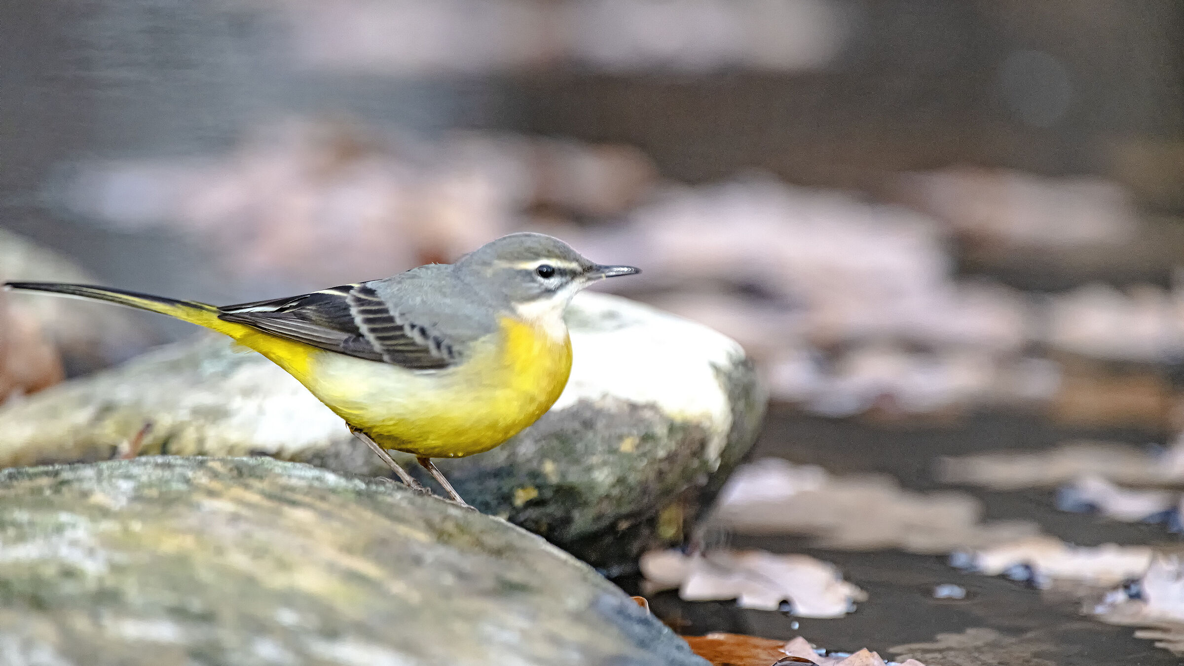 Grey wagtail