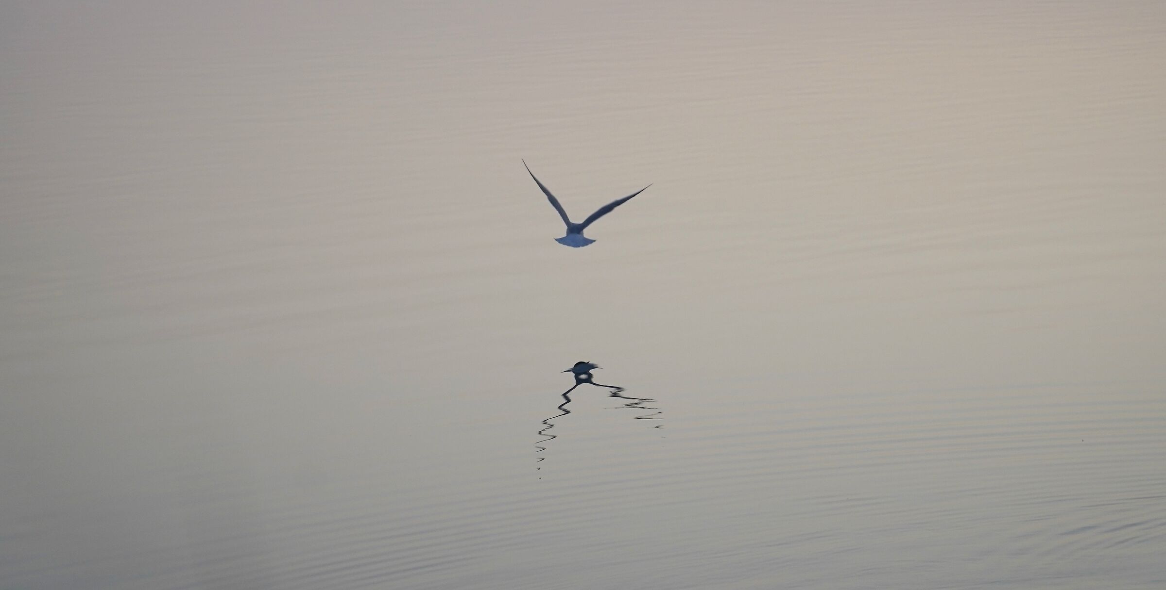 Volo
