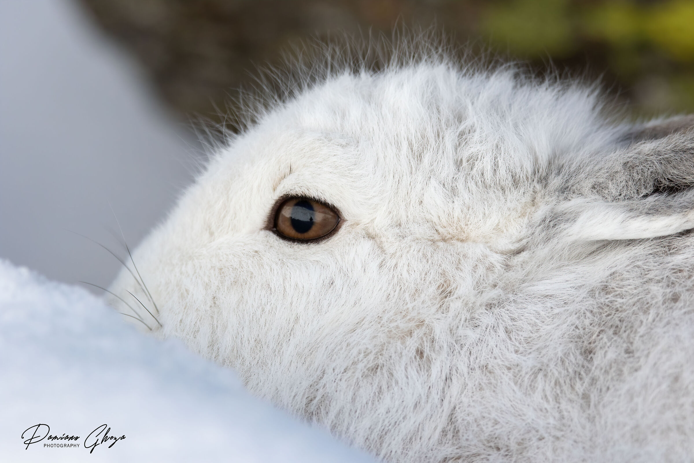 So close that it mirrors me in the hare's eye