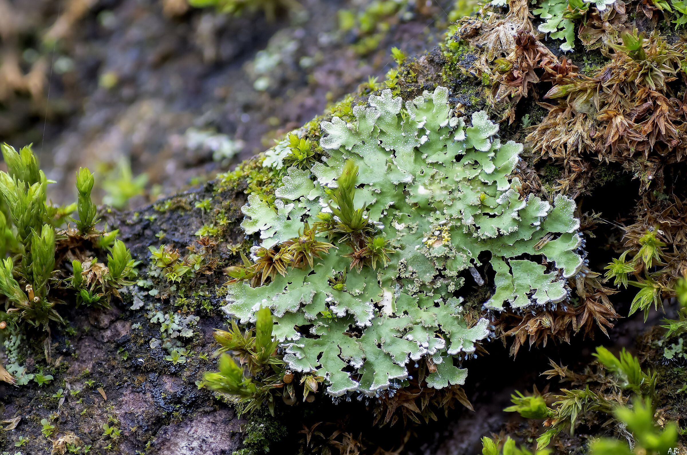 Mosses and lichens