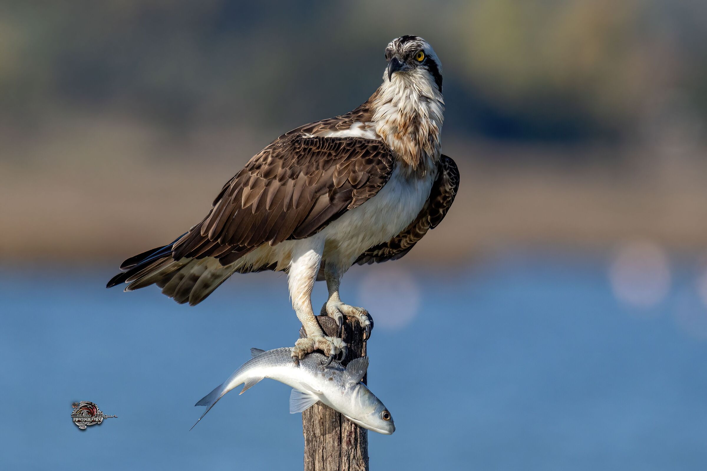 il Re della laguna - Falco pescatore