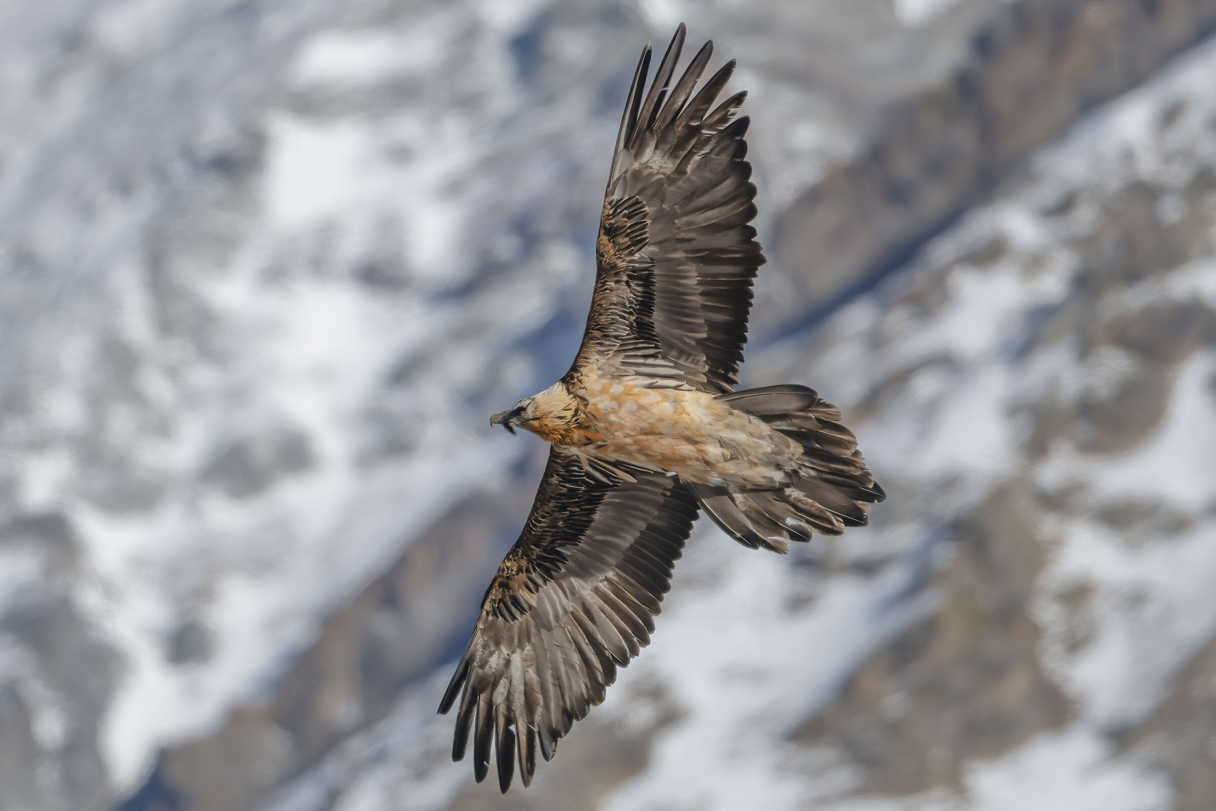 Bearded vulture