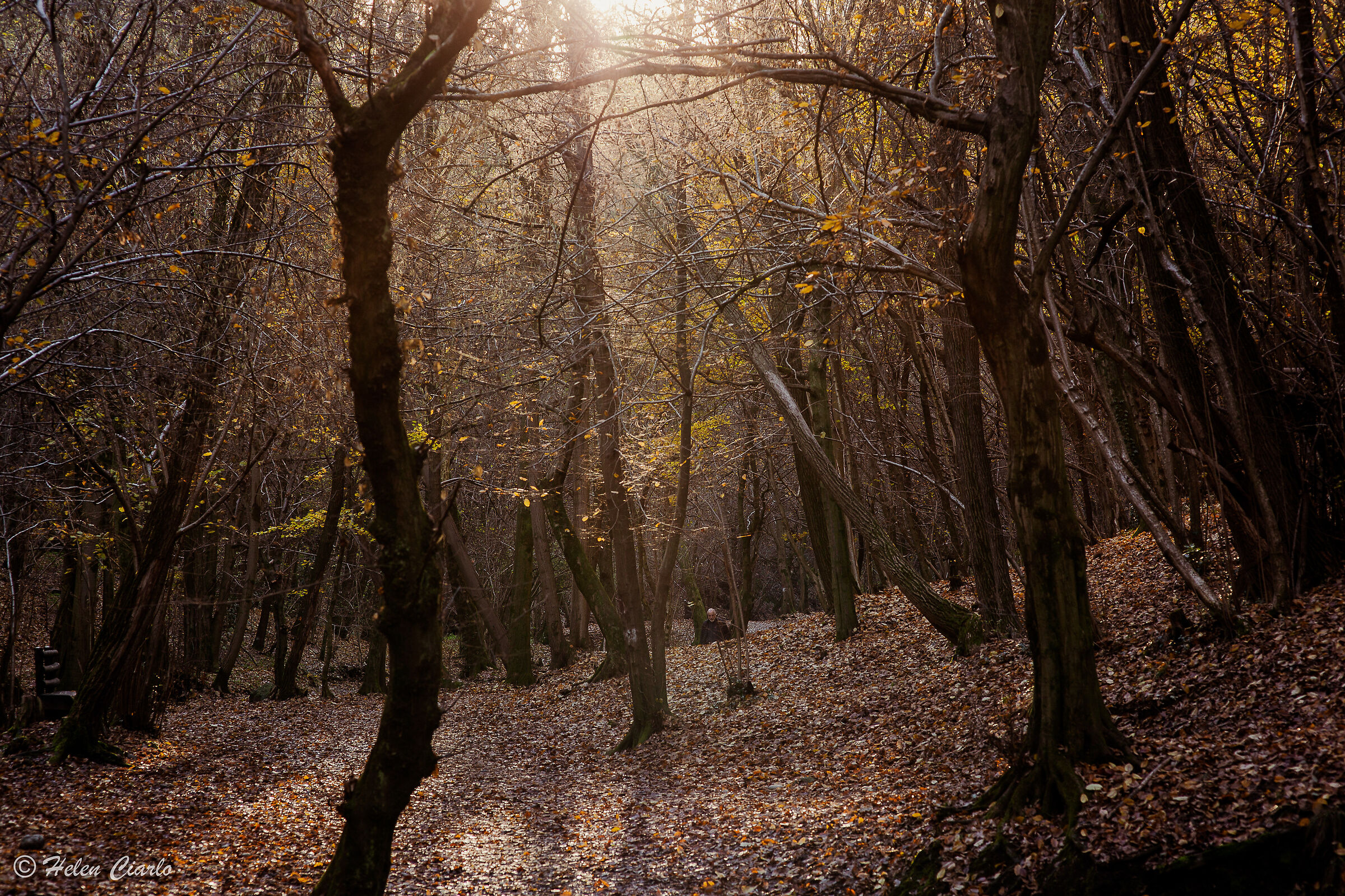 In the woods
