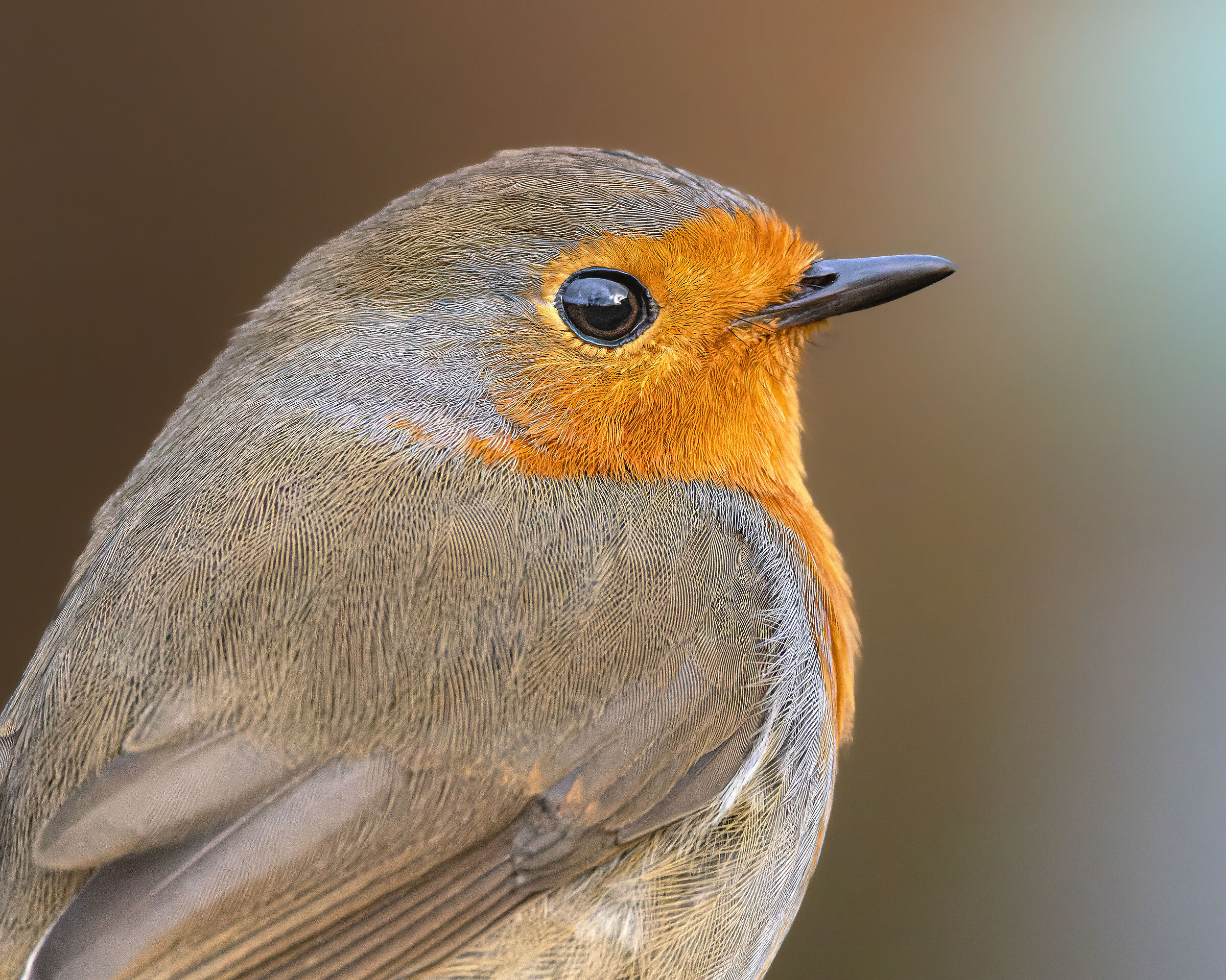 R5 + Doppio Teleconverter