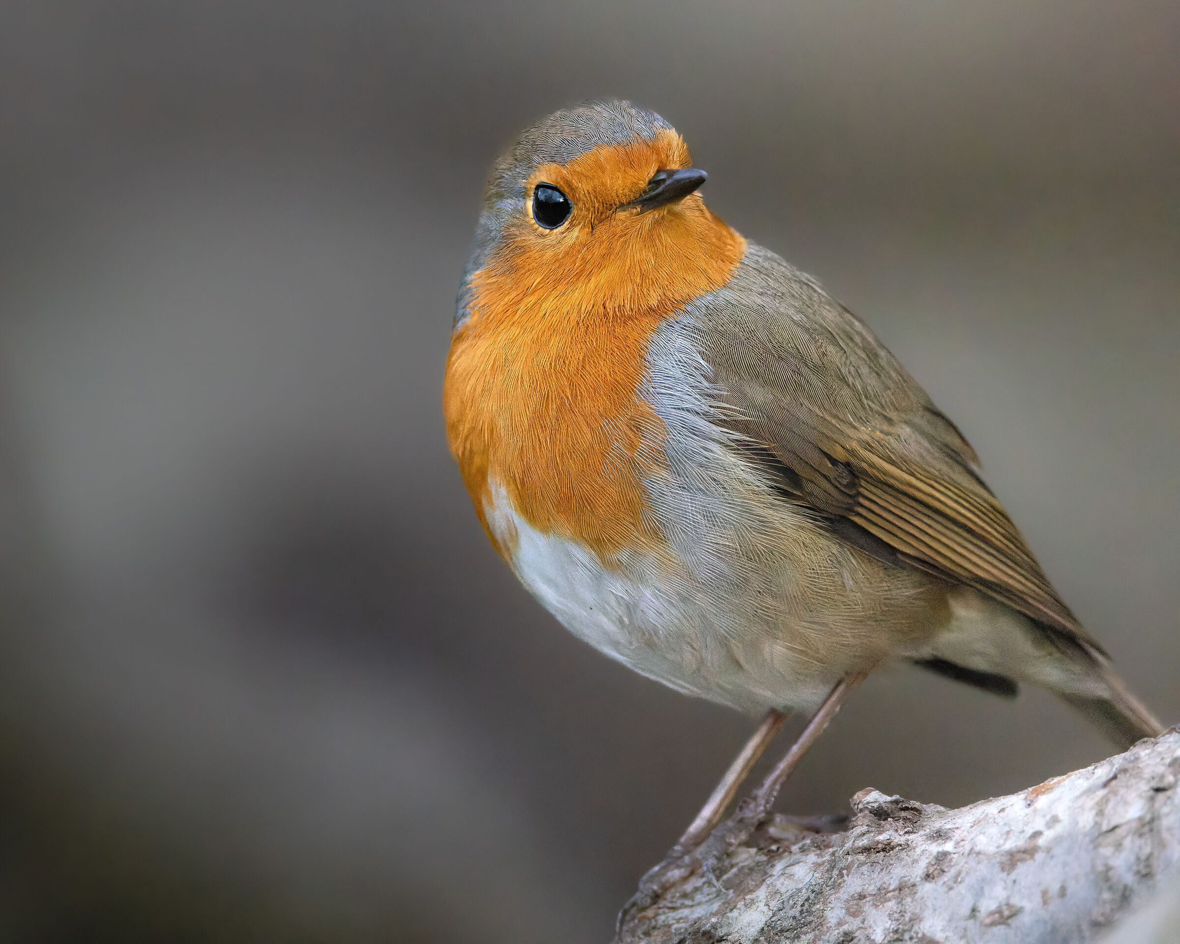 R5 + Doppio Teleconverter