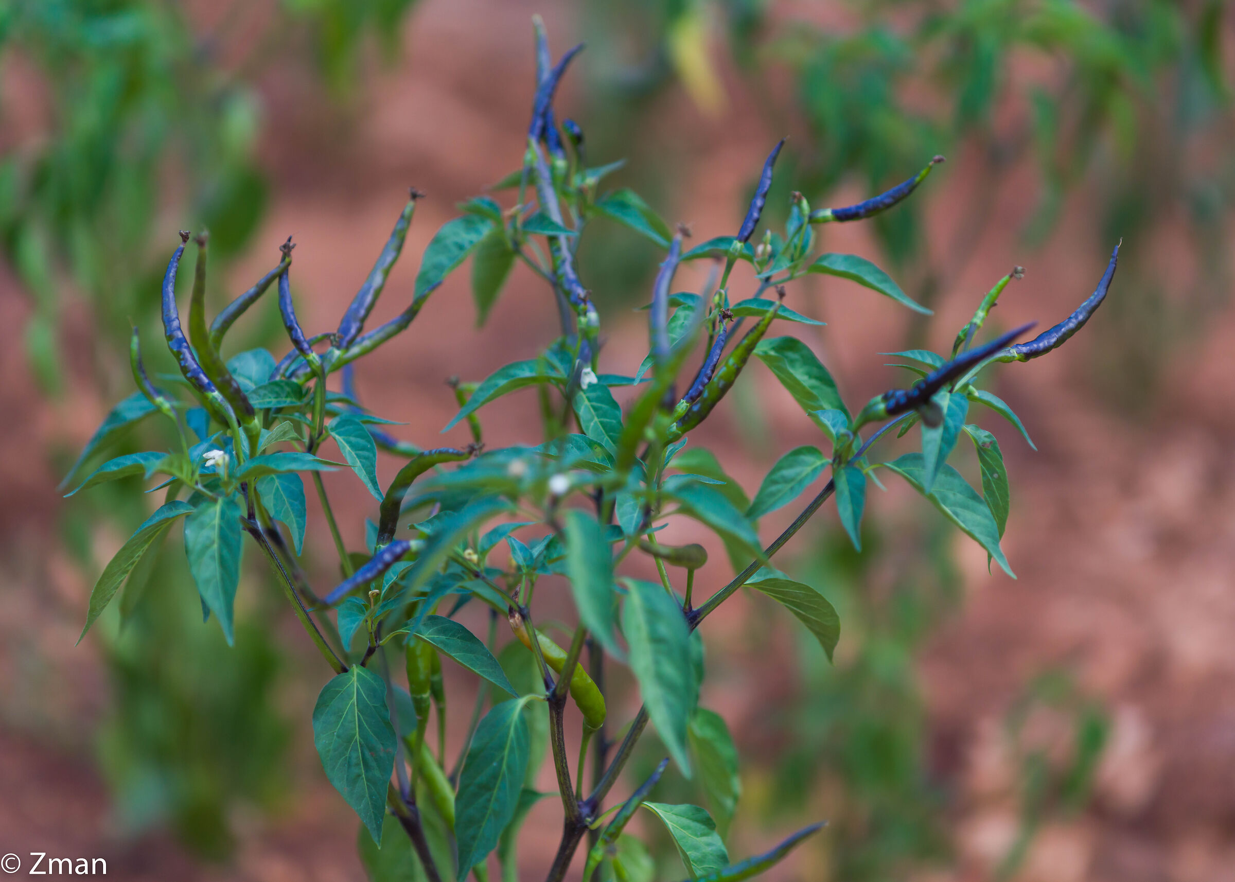 Pianta di peperoncino piccante