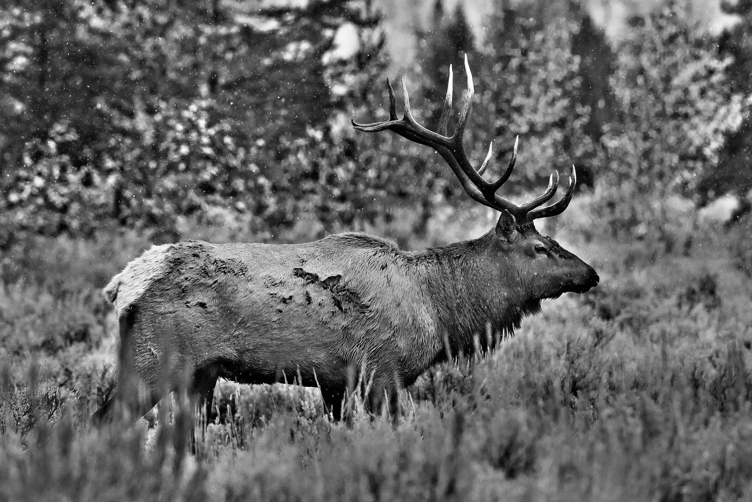 Cervo canadese (Cervus elaphus canadensis)