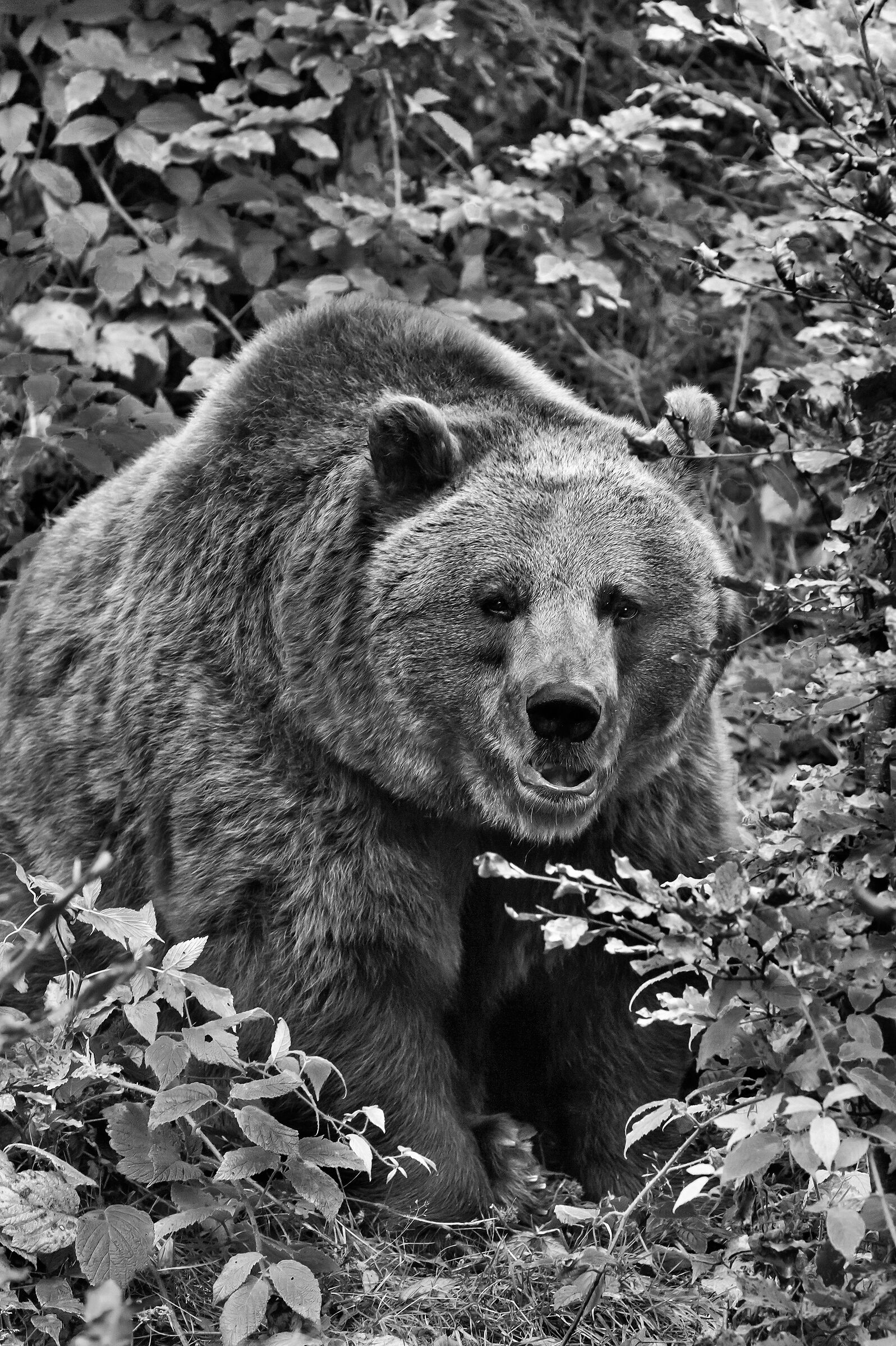 Orso bruno (Ursus arctos)