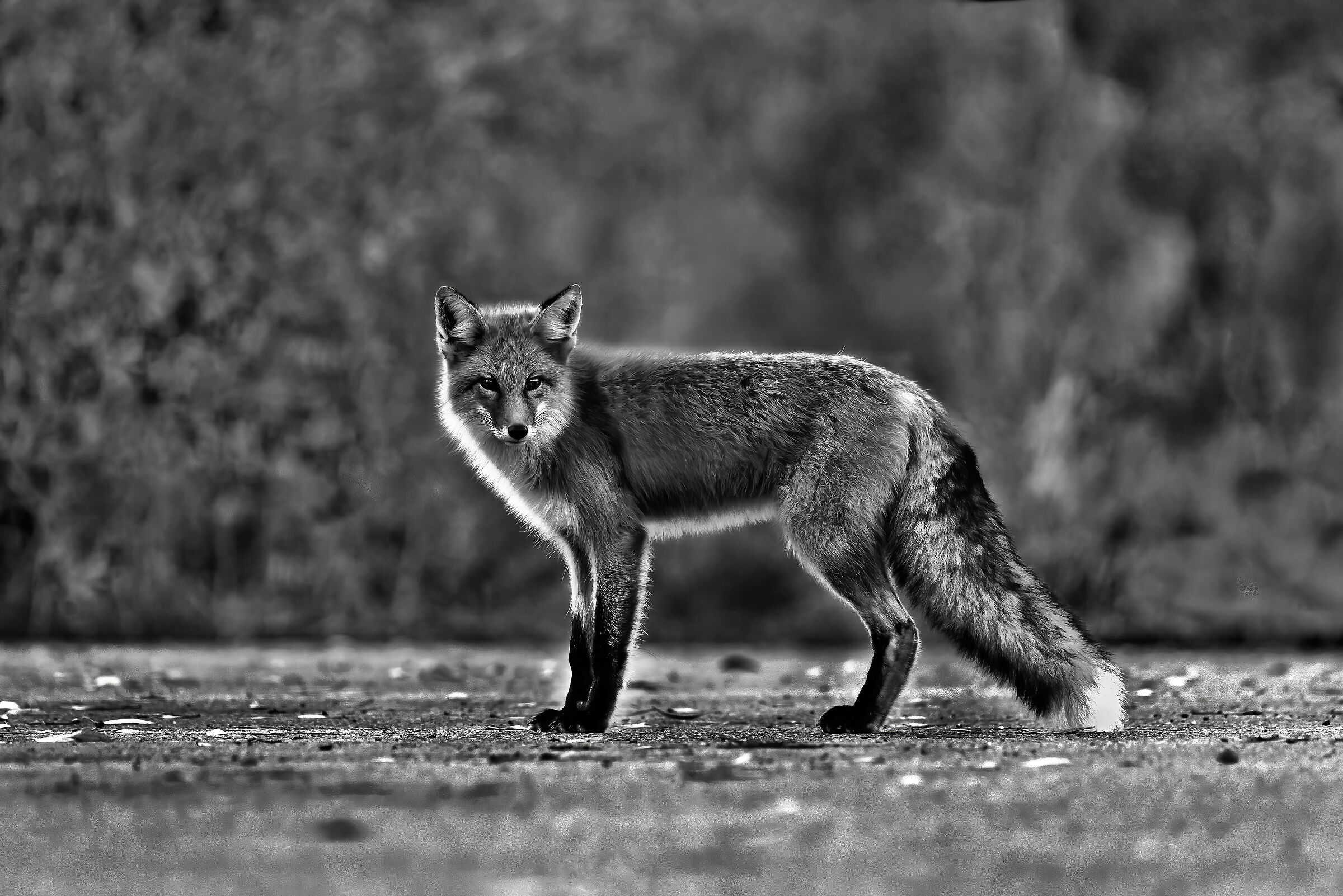 Volpe (Vulpes vulpes), Red Fox