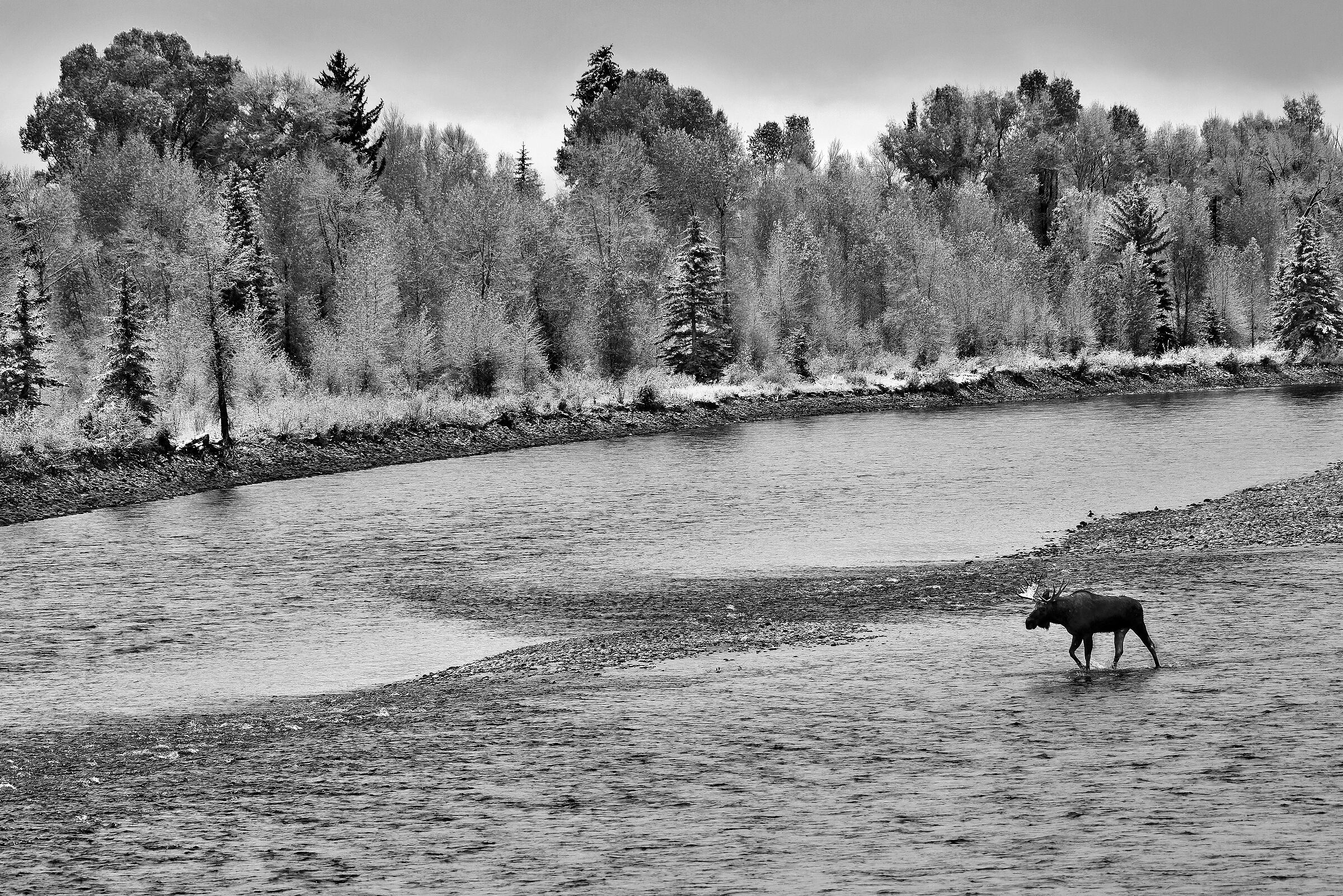 Alce (Alces alces) ambientata