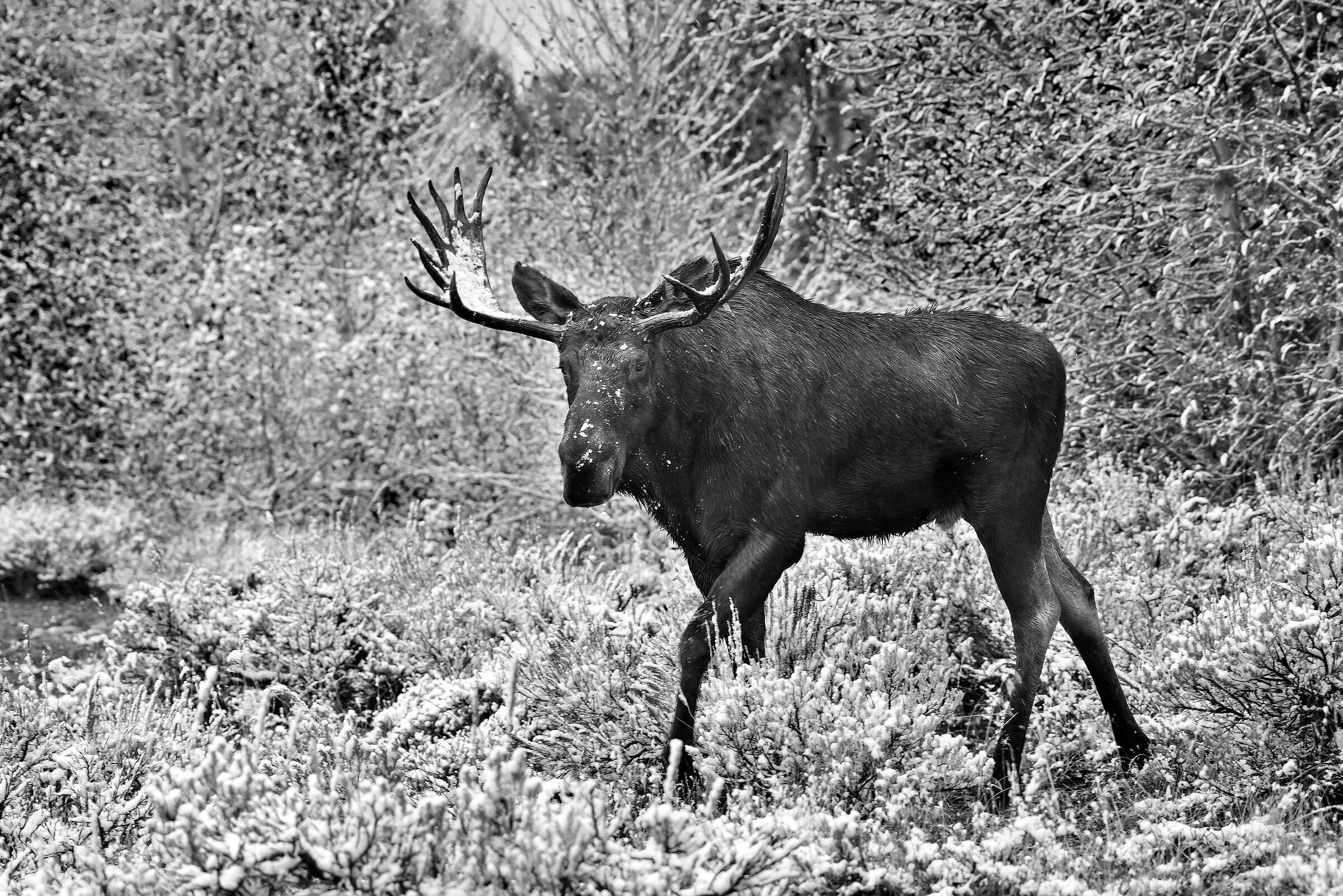 Alce (Alces alces), Eastern Moose