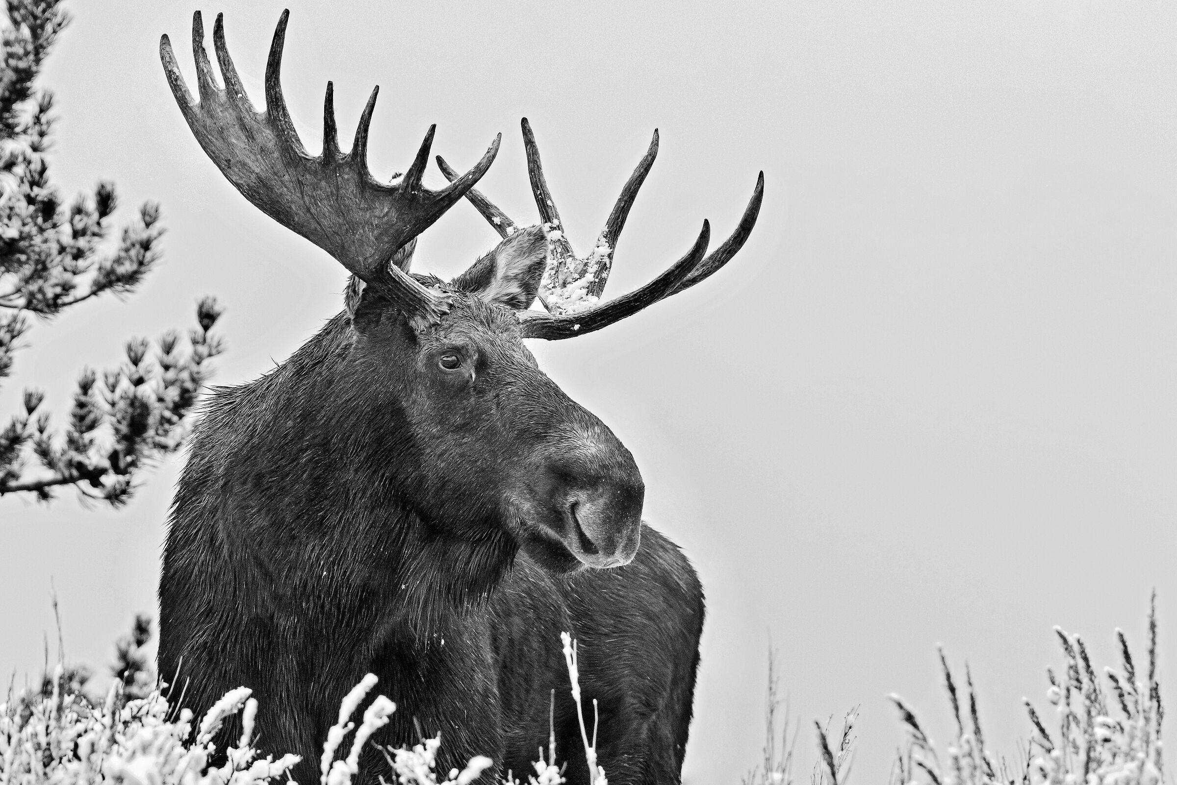 Alce (Alces alces), Eastern Moose