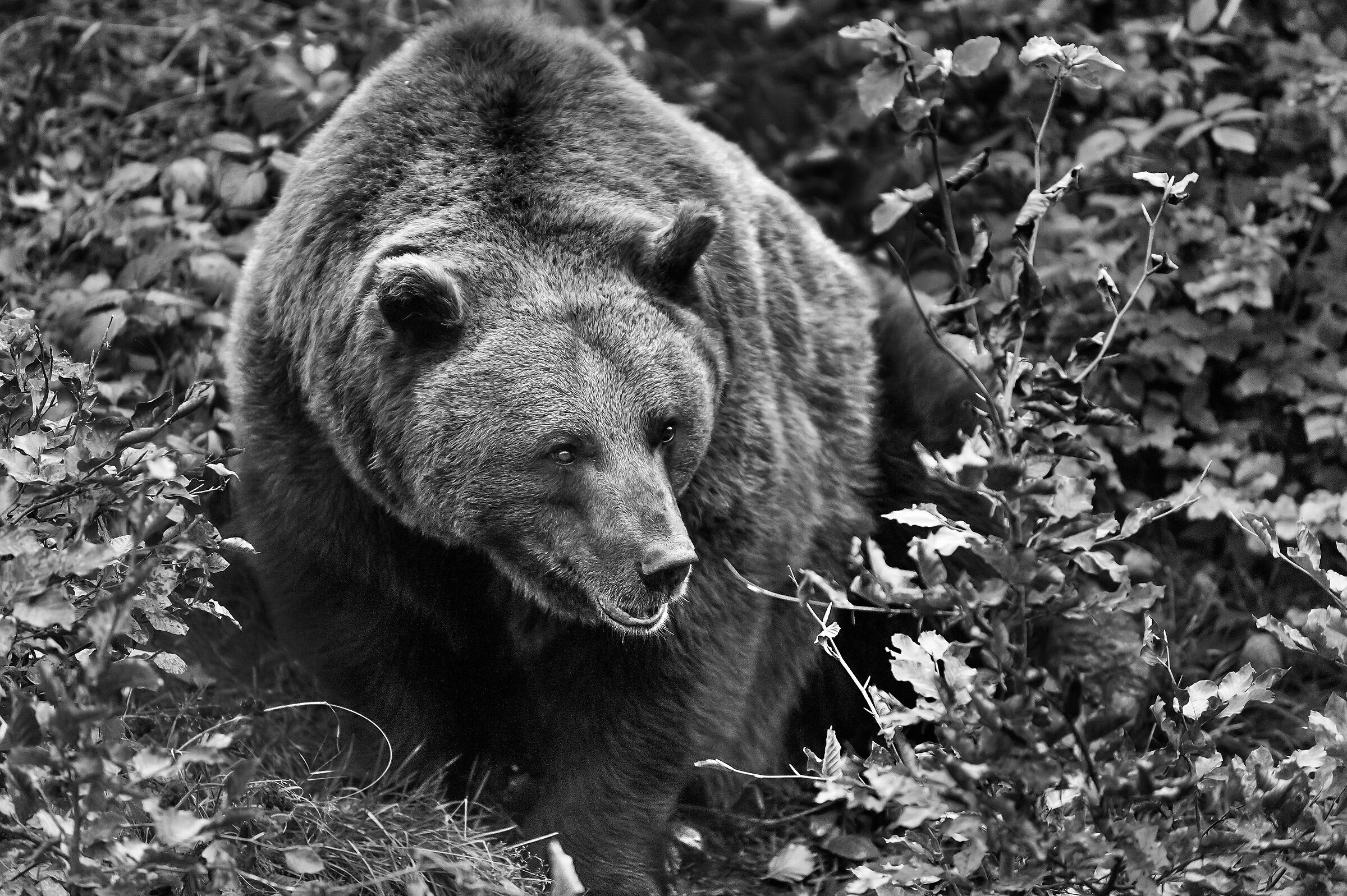 Orso bruno (Ursus arctos)