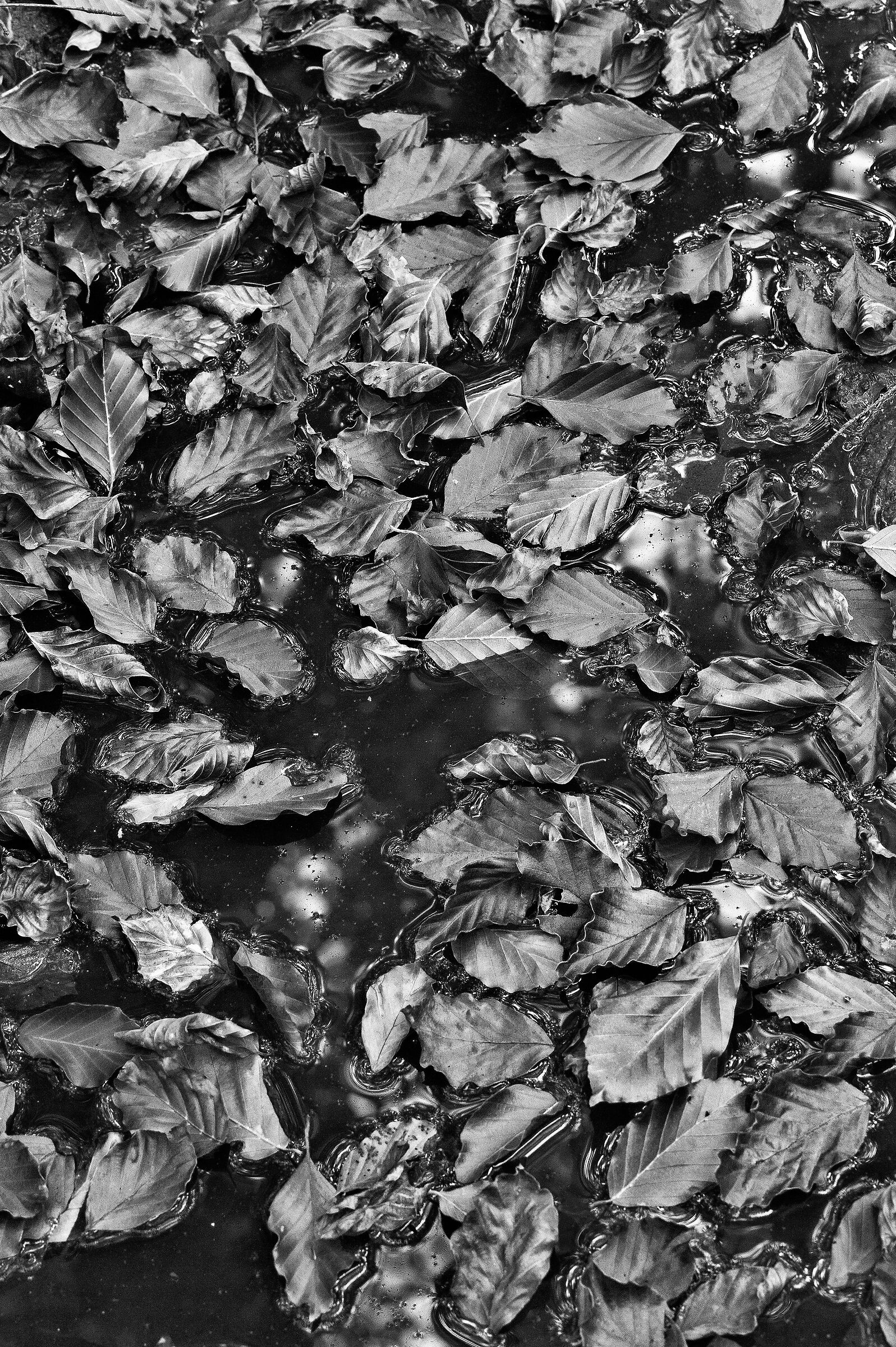 Foglie di faggio sull'acqua