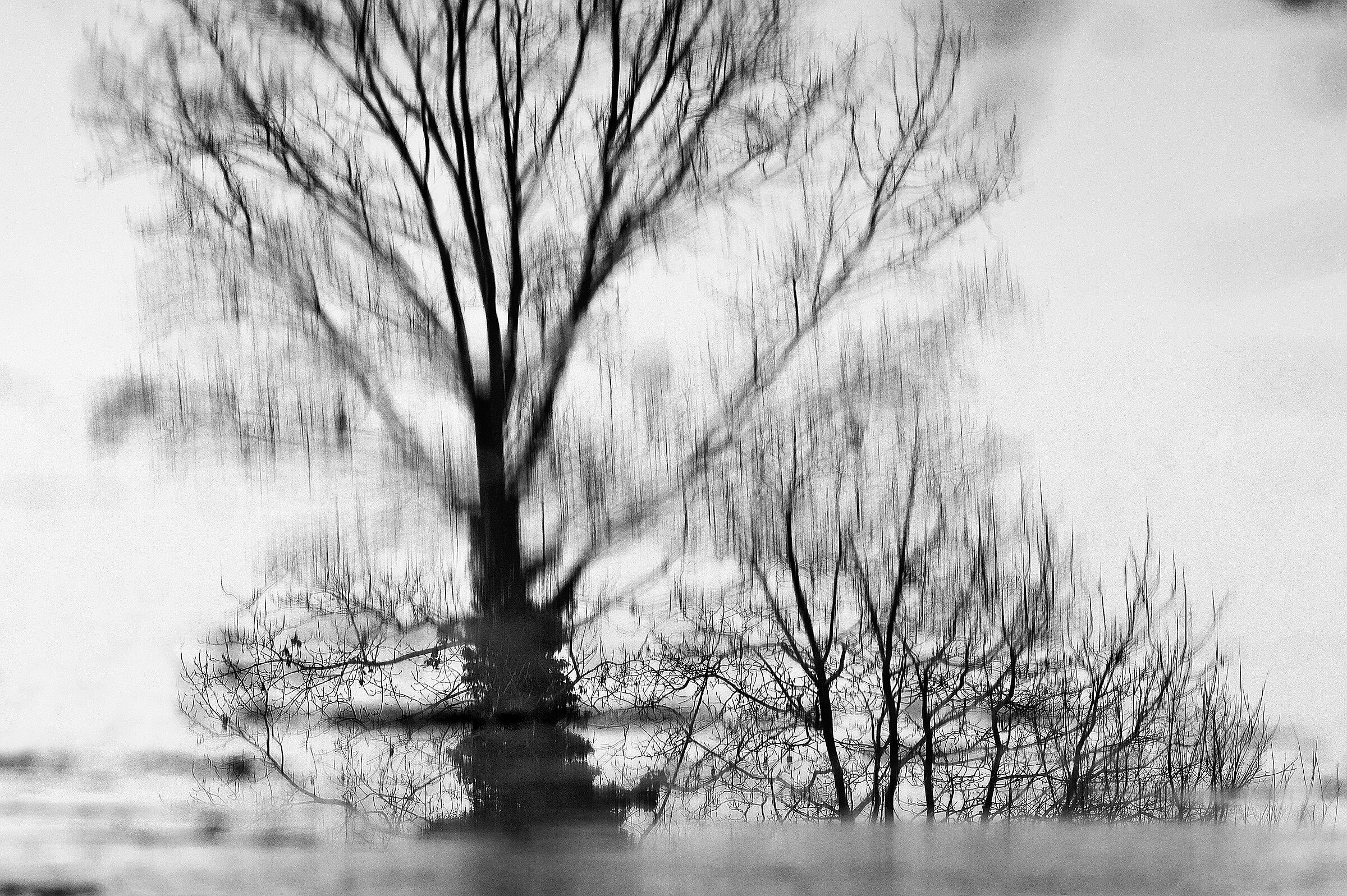 Alberi riflessi in palude