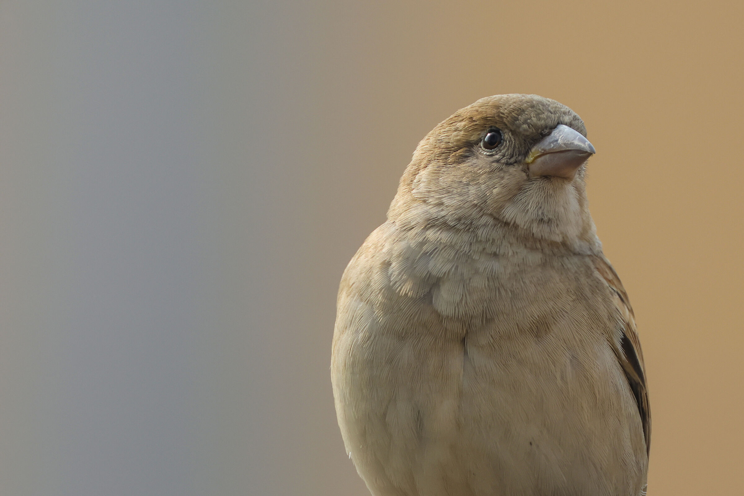 Sparrow Portrait