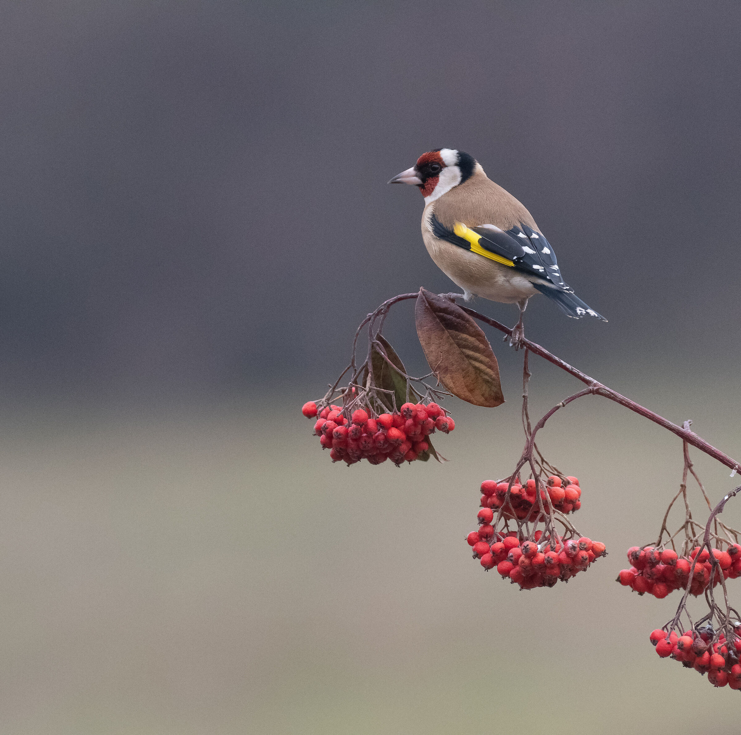 goldfinch