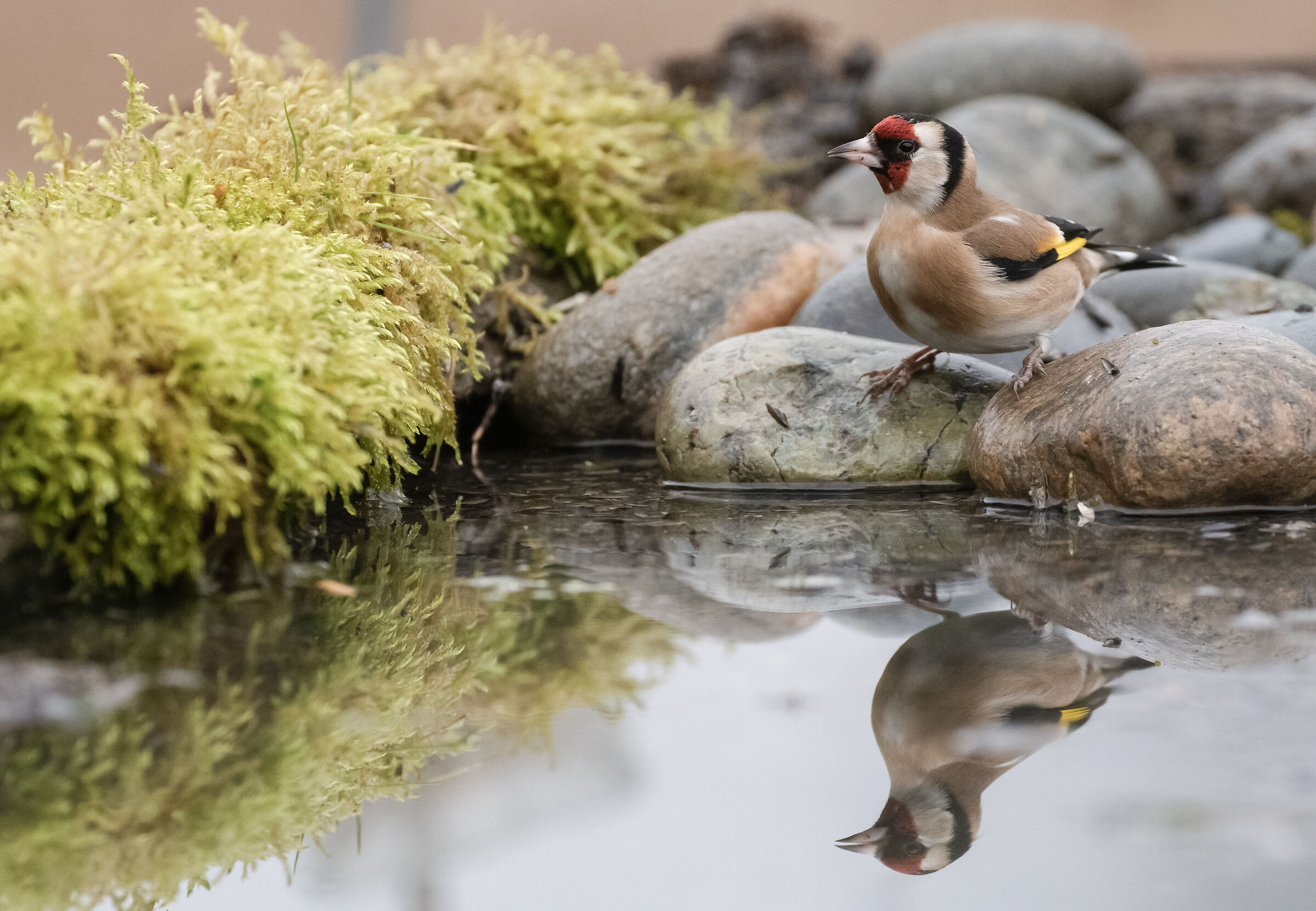 goldfinch