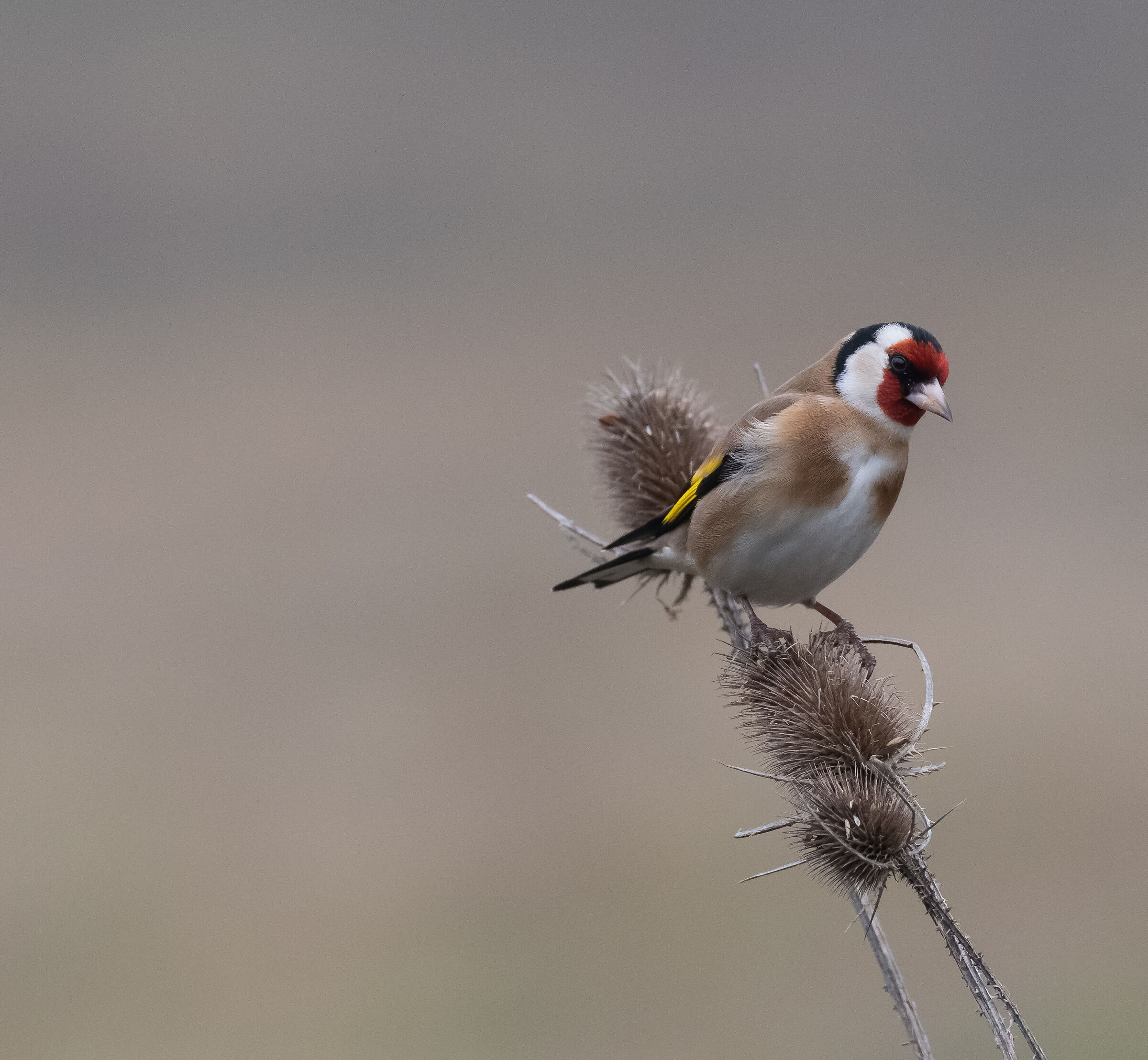 goldfinch