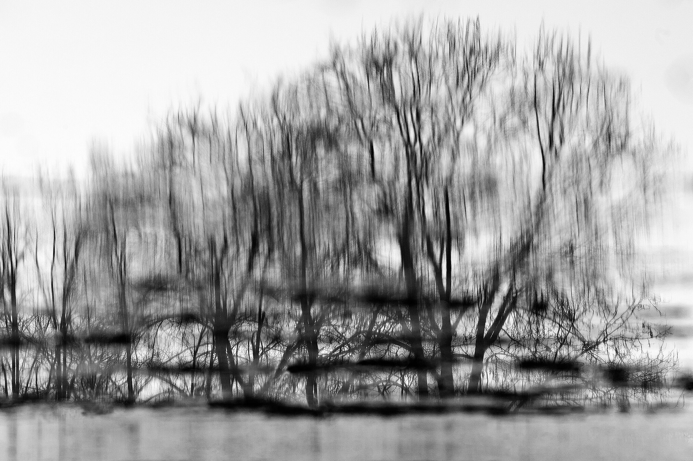 Alberi riflessi in palude