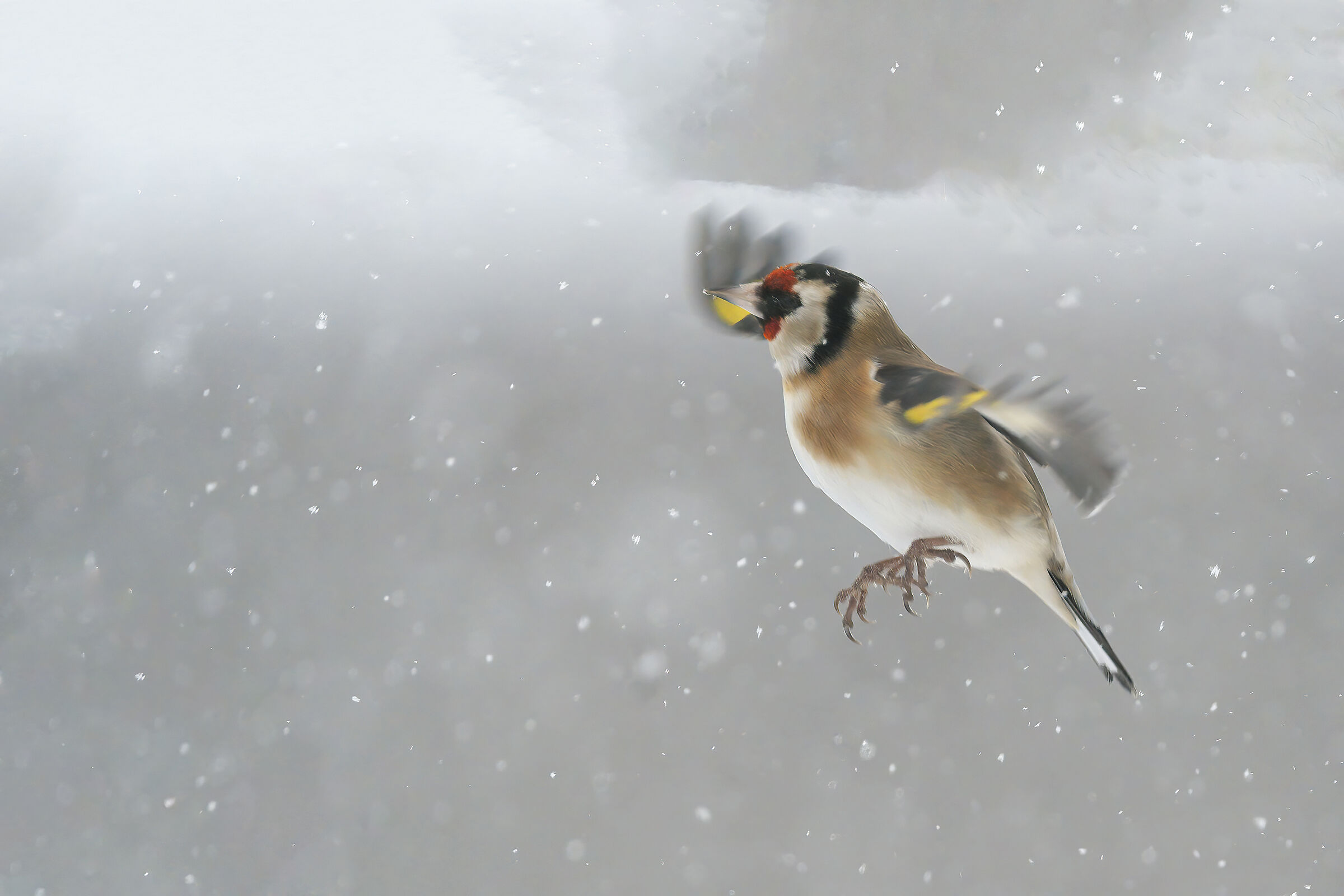 Goldfinch