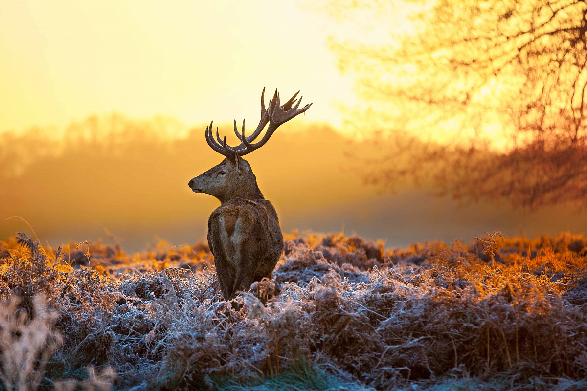 Cervo in sole del mattino