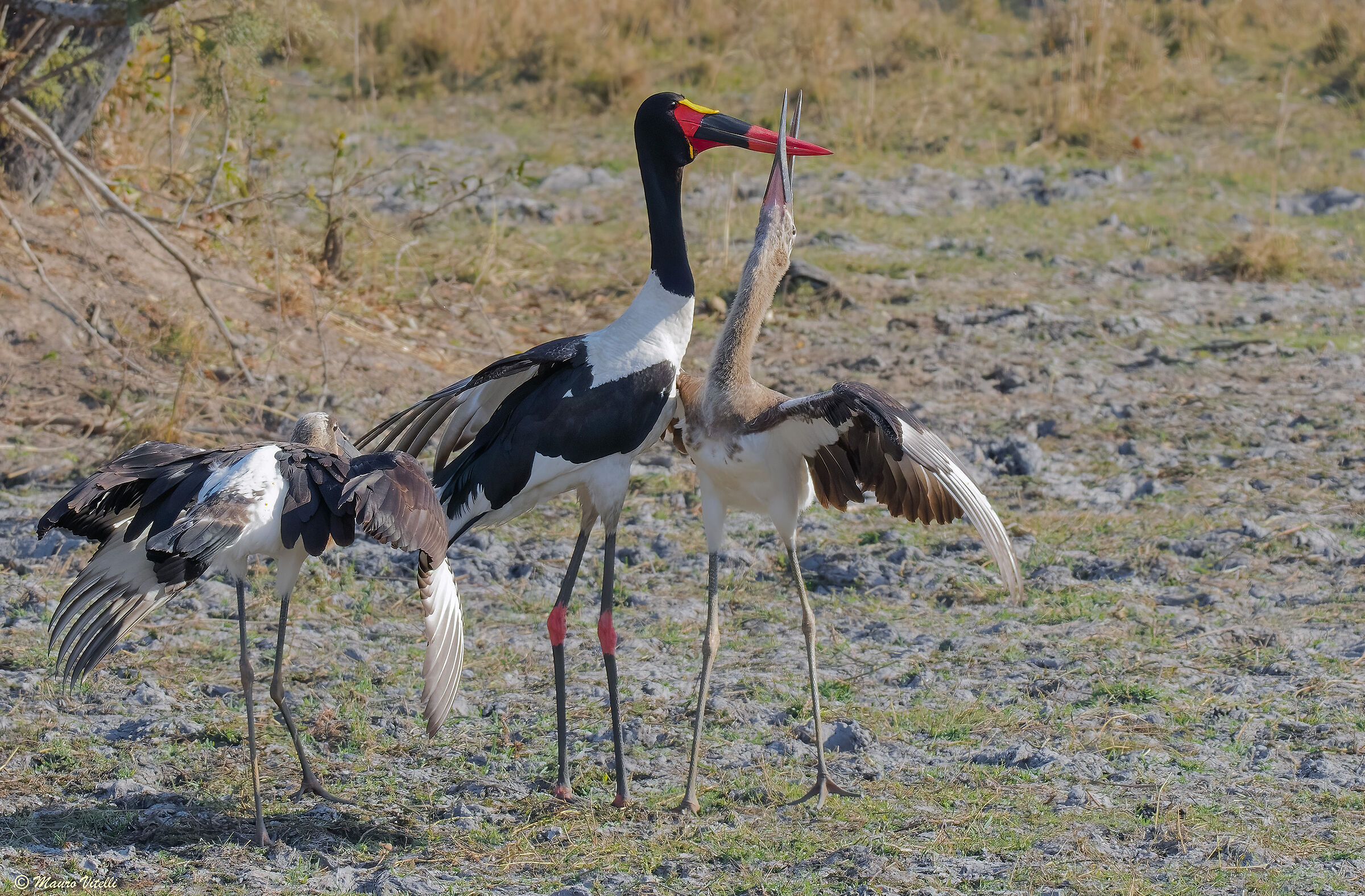 Saddle-billed stork (Ephippiorhynchus senegalensi)