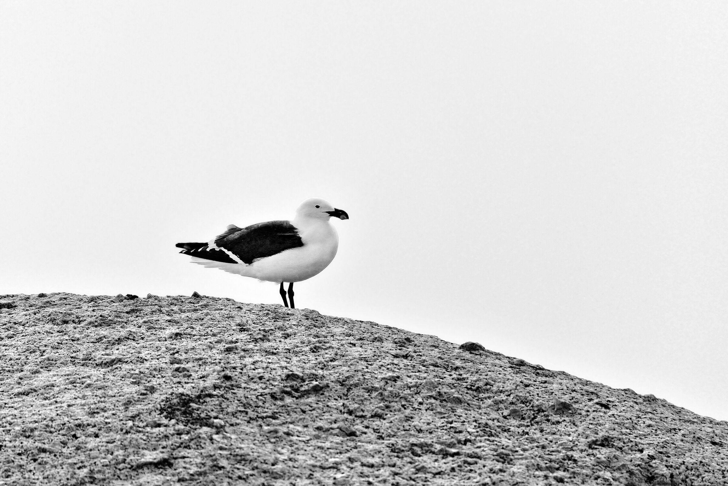 Gabbiano (Larus cirrocephalus)
