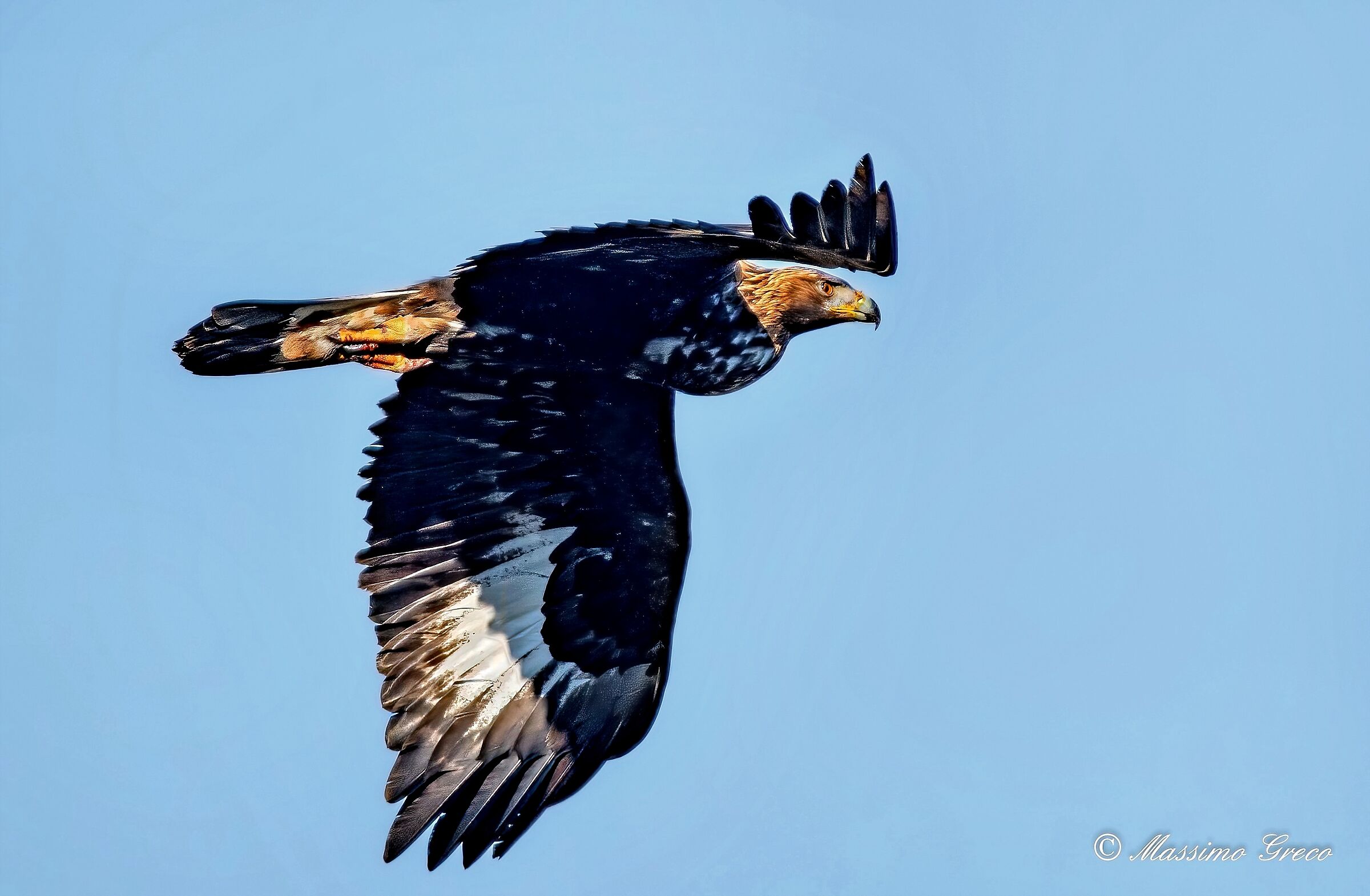Golden eagle