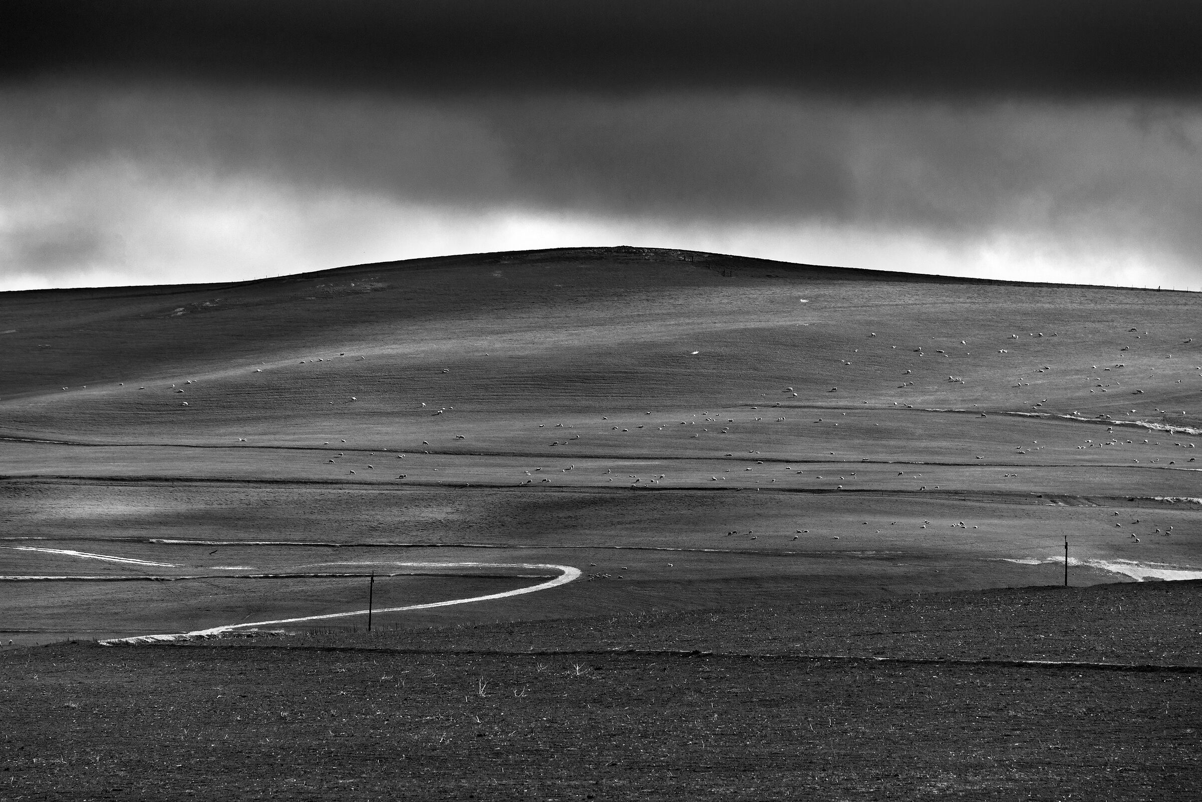 Paesaggio con pecore