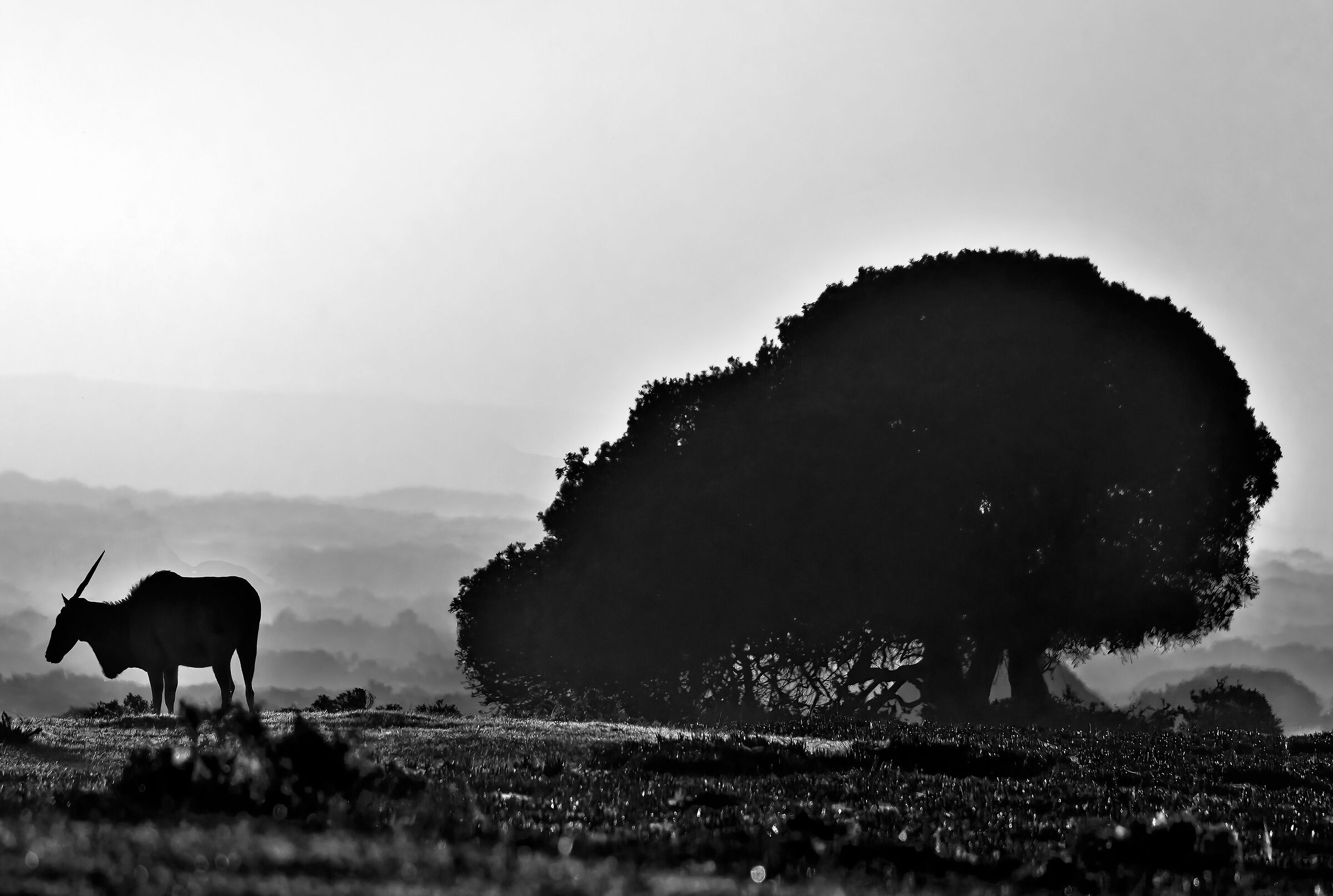 Antilope alcina (Taurotragus oryx)