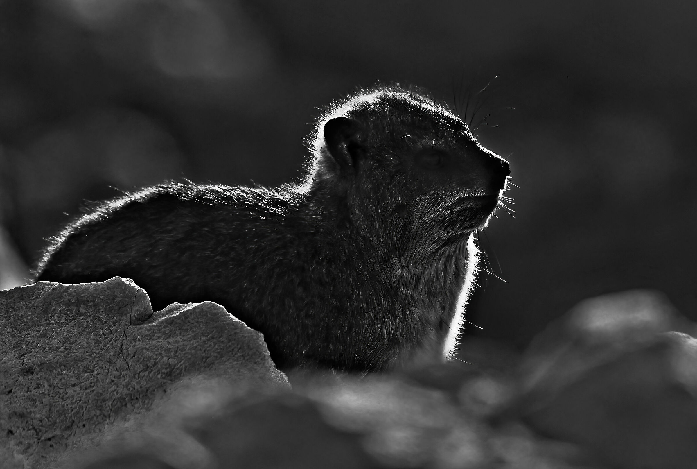 Irace delle rocce (Procavia capensis)