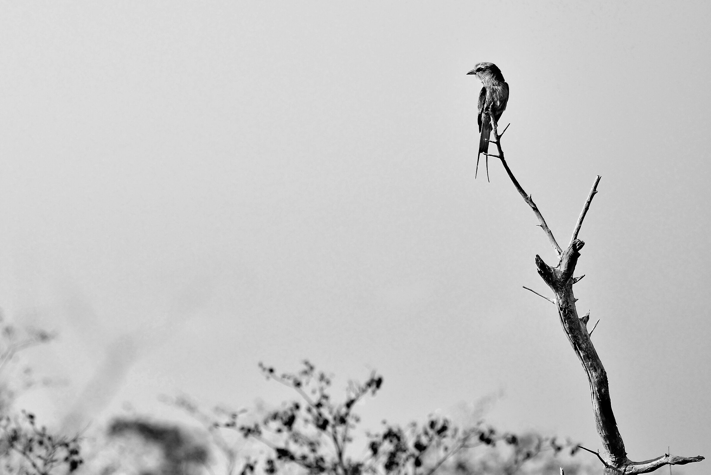 Ghiandaia marina pettolilla (Coracias caudatus)