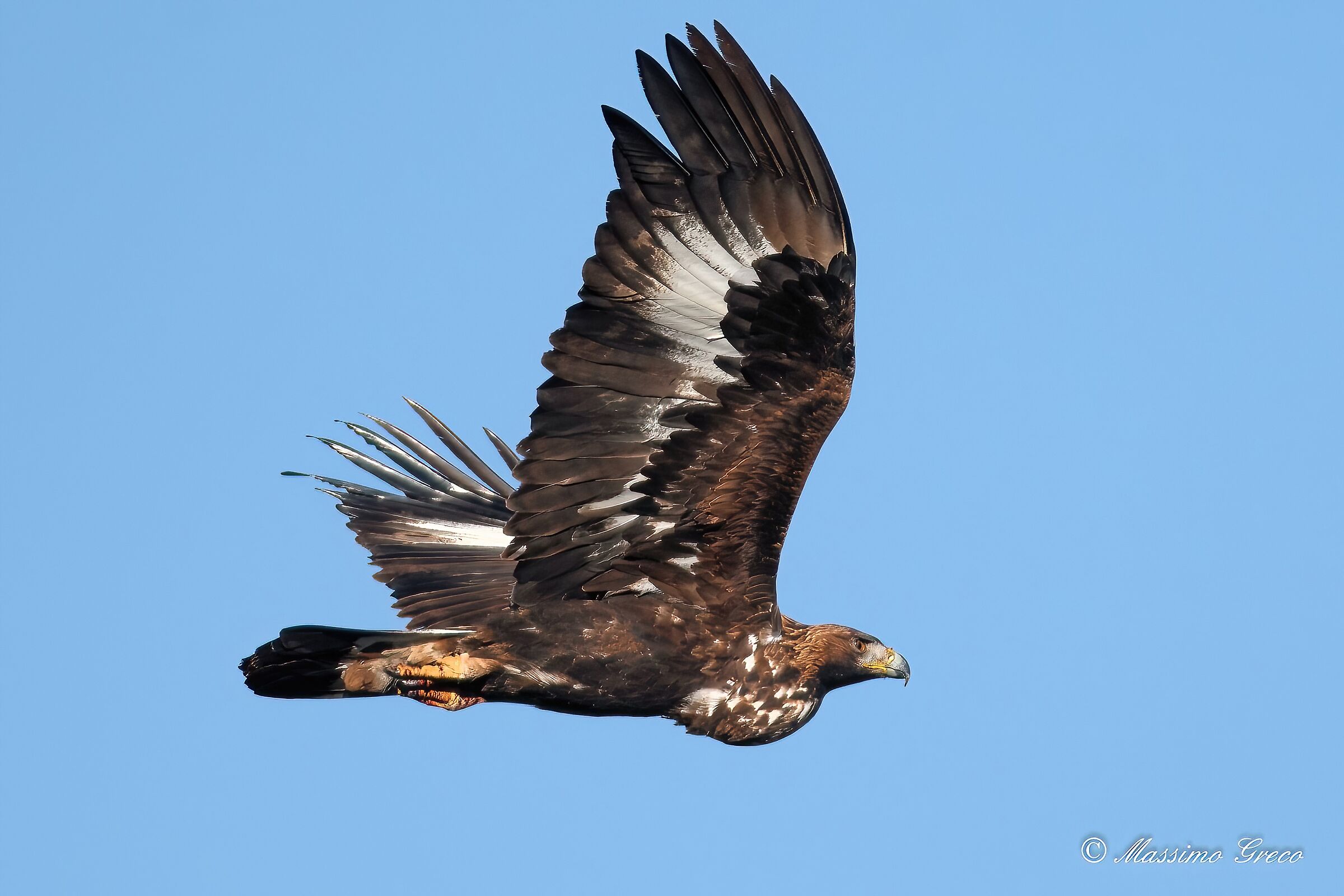 Golden eagle (Aquila chrysaetus)