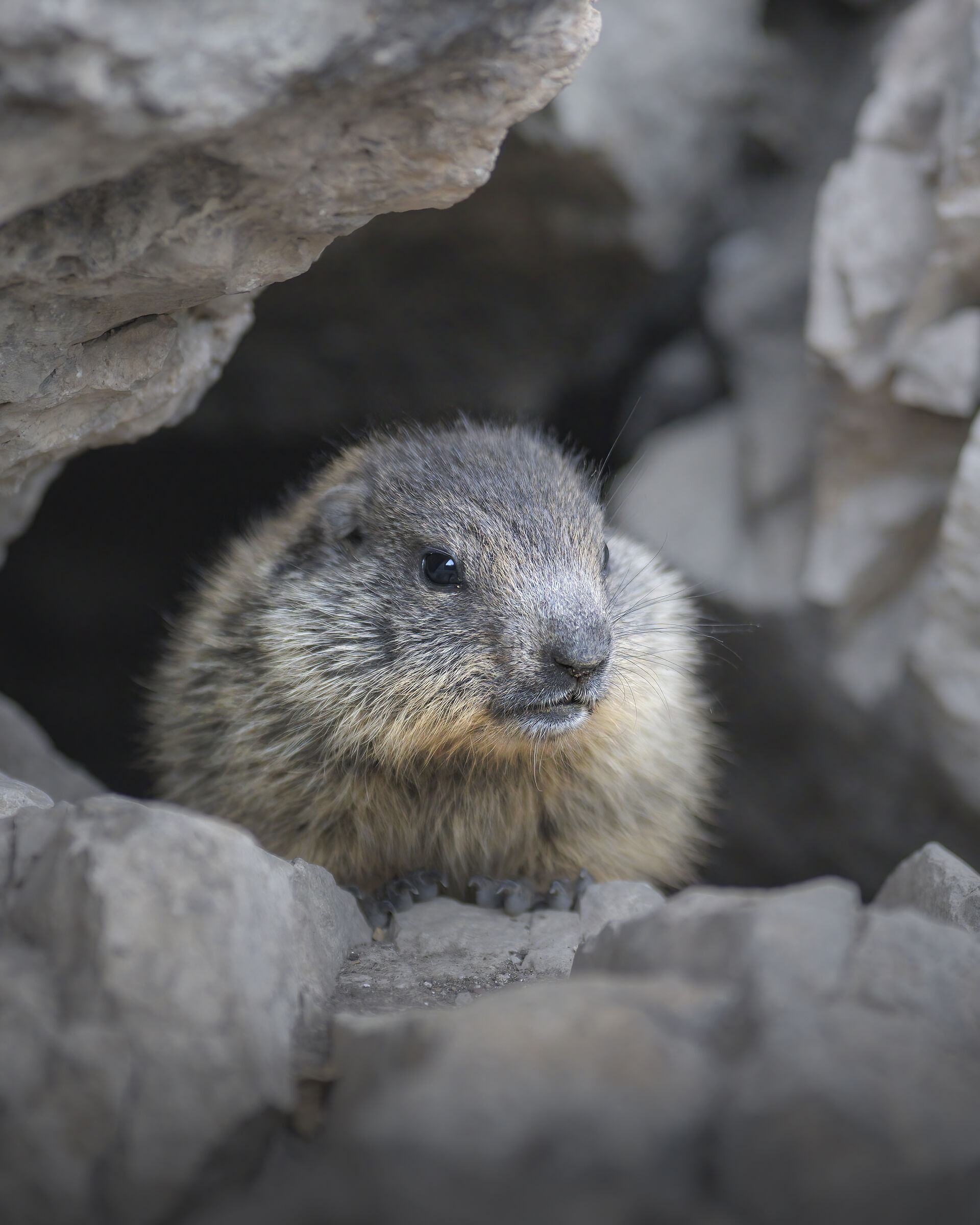 cucciolo di marmotta