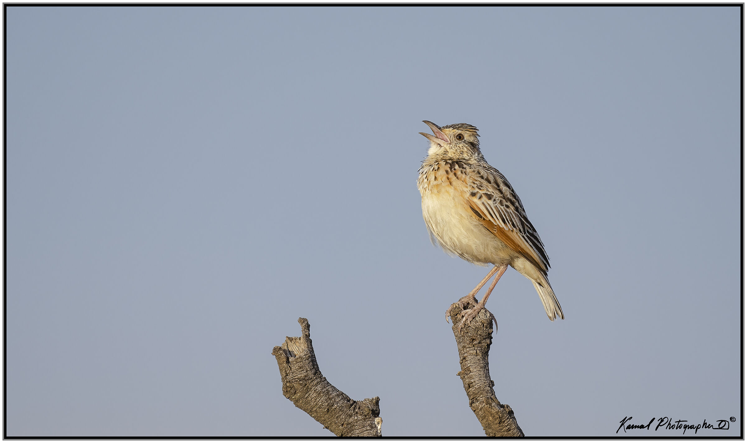 Rufous-naped greenlet