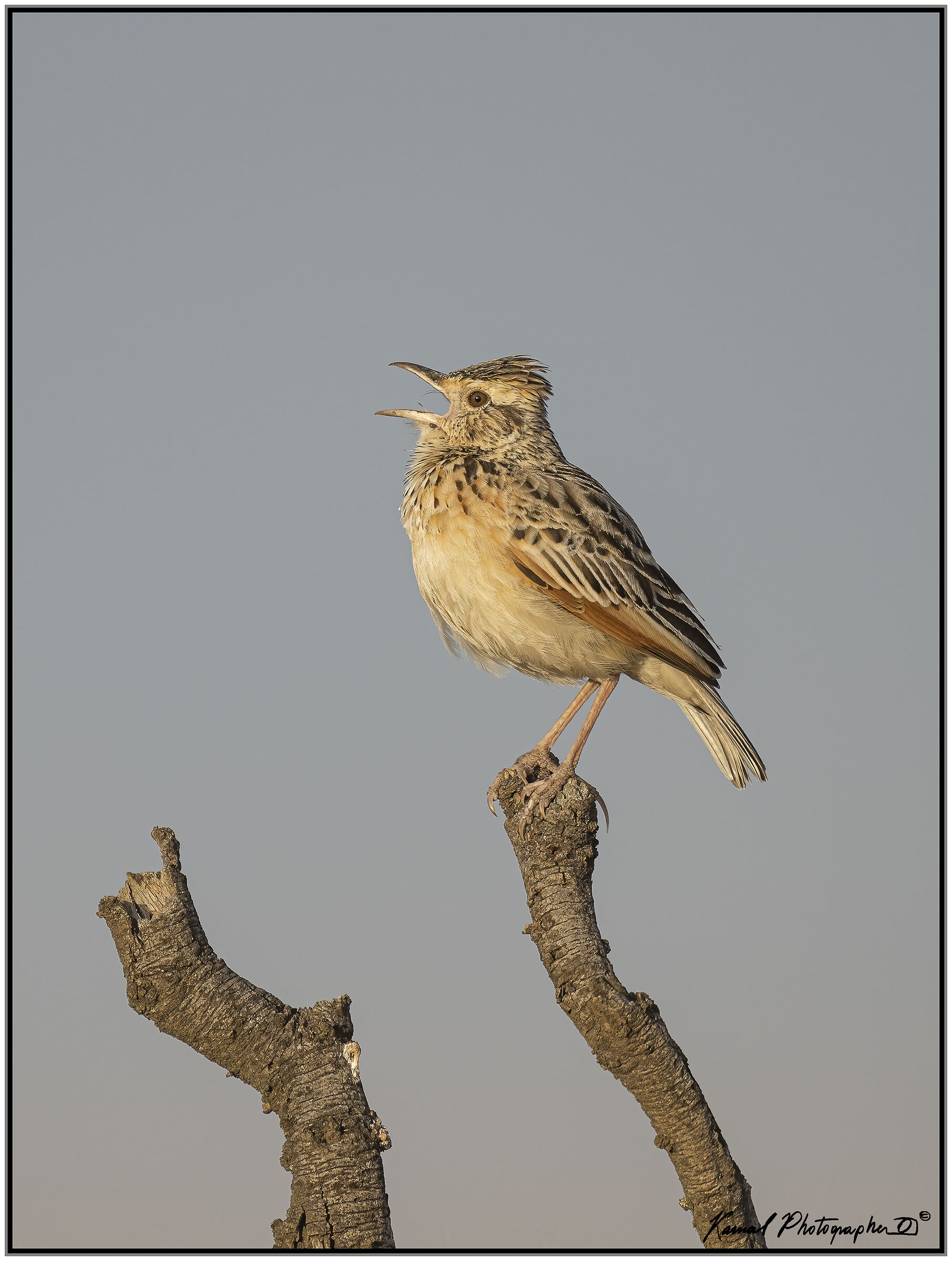Rufous-naped greenlet