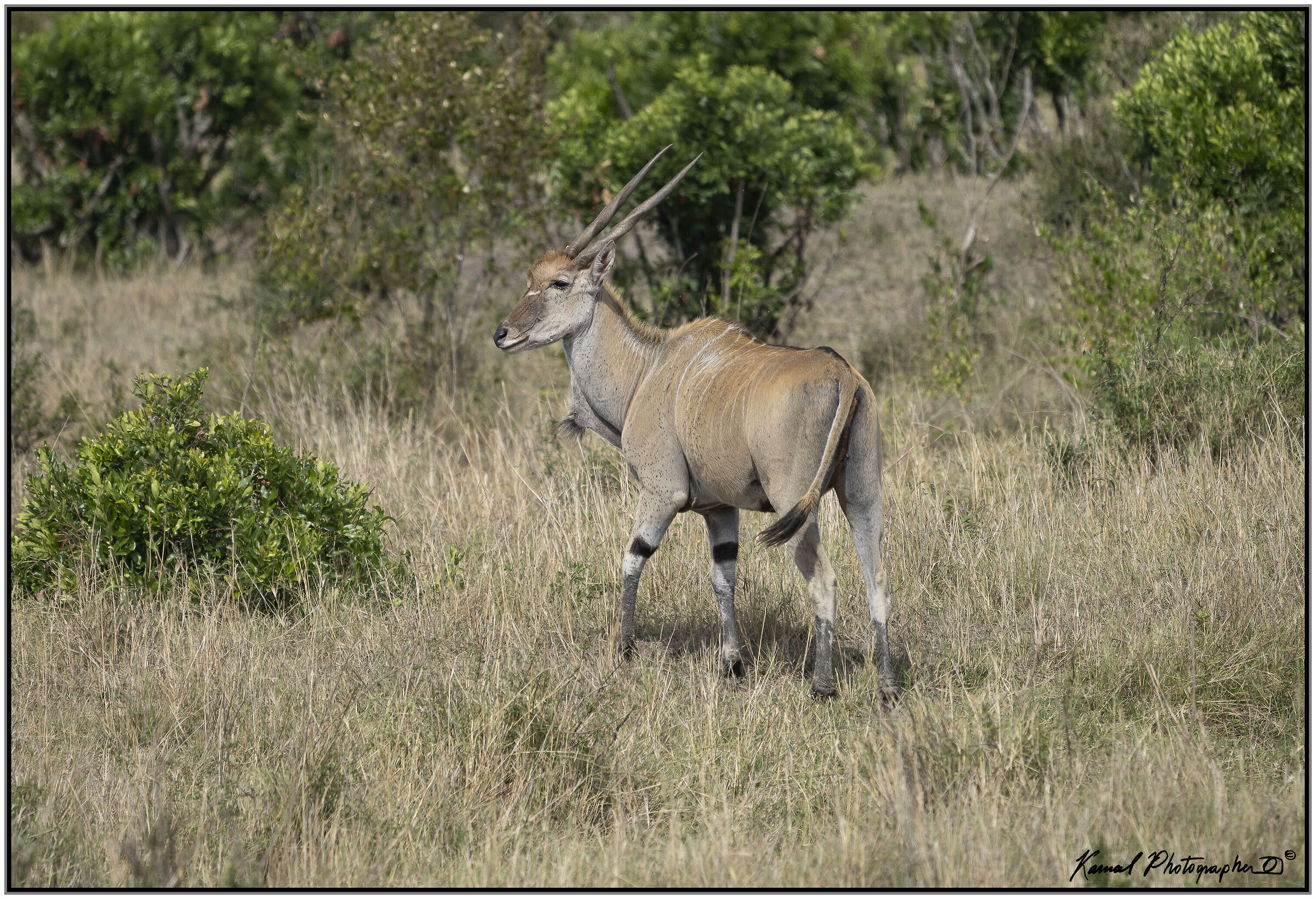 Taurotragus oryx