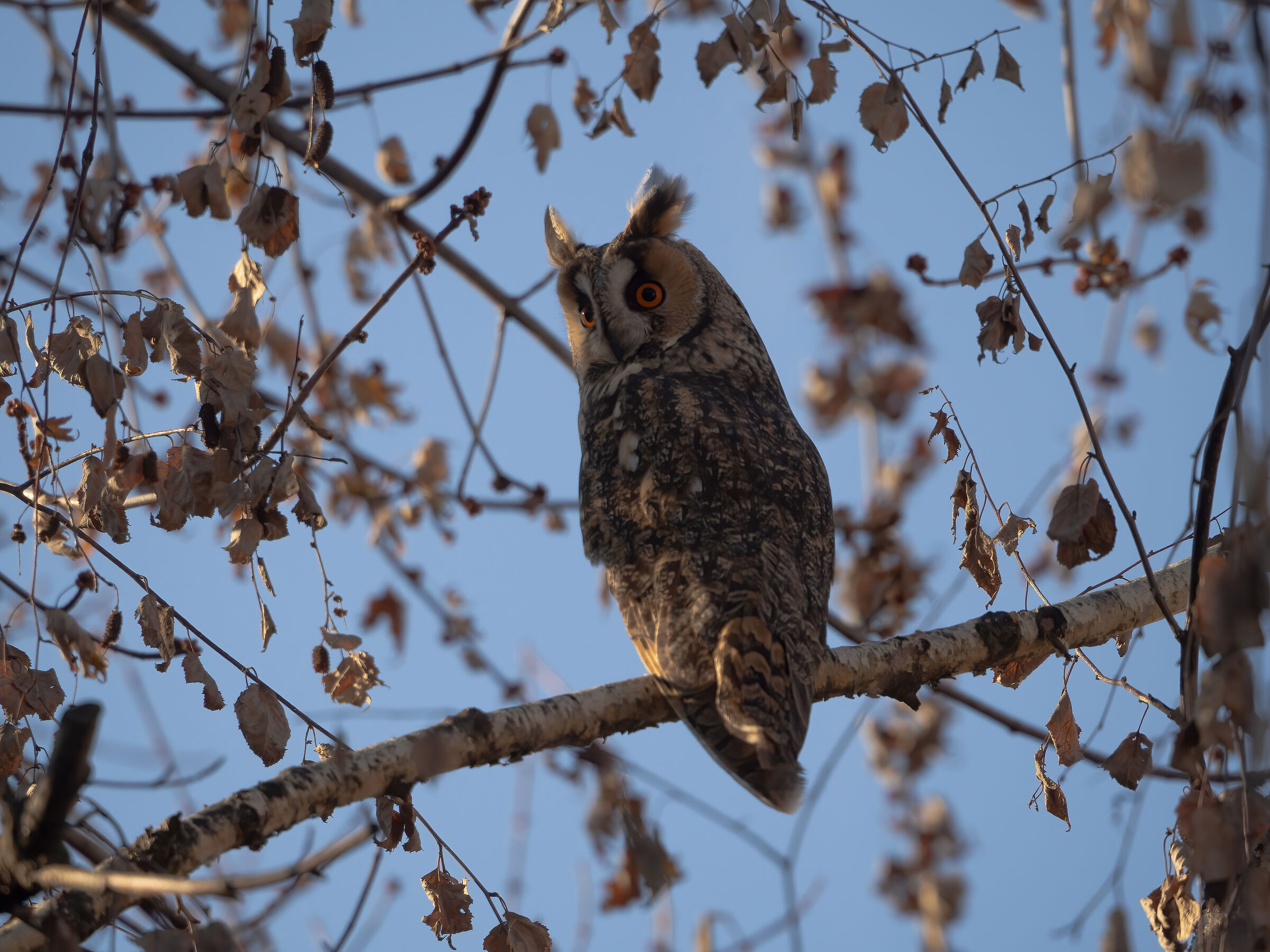 My beloved Owls