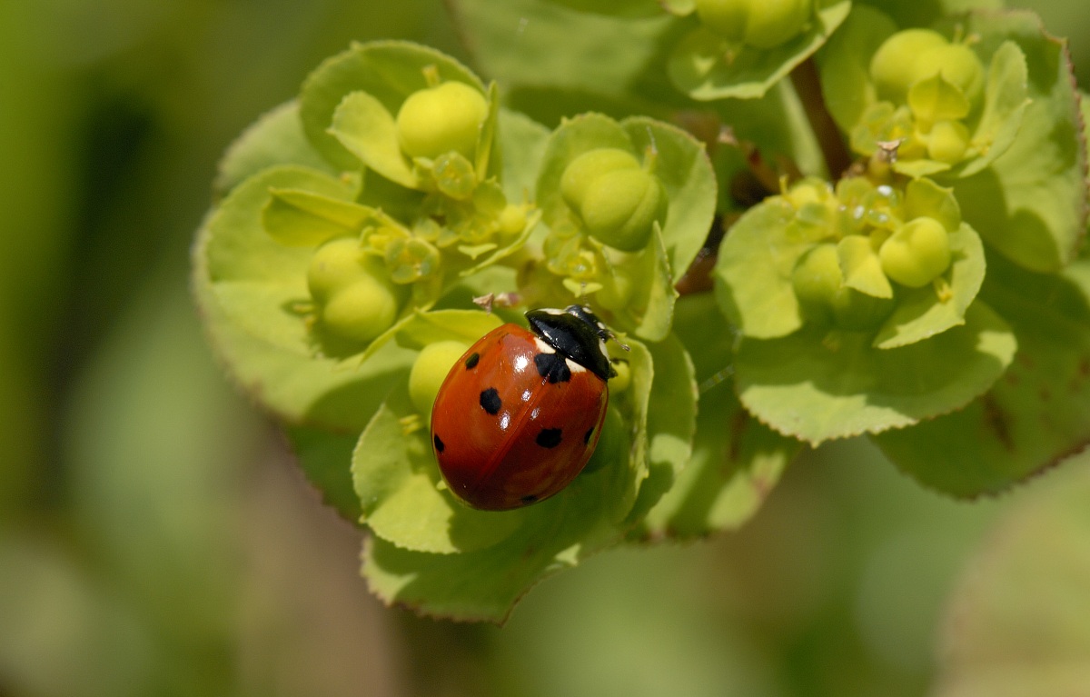 coccinella