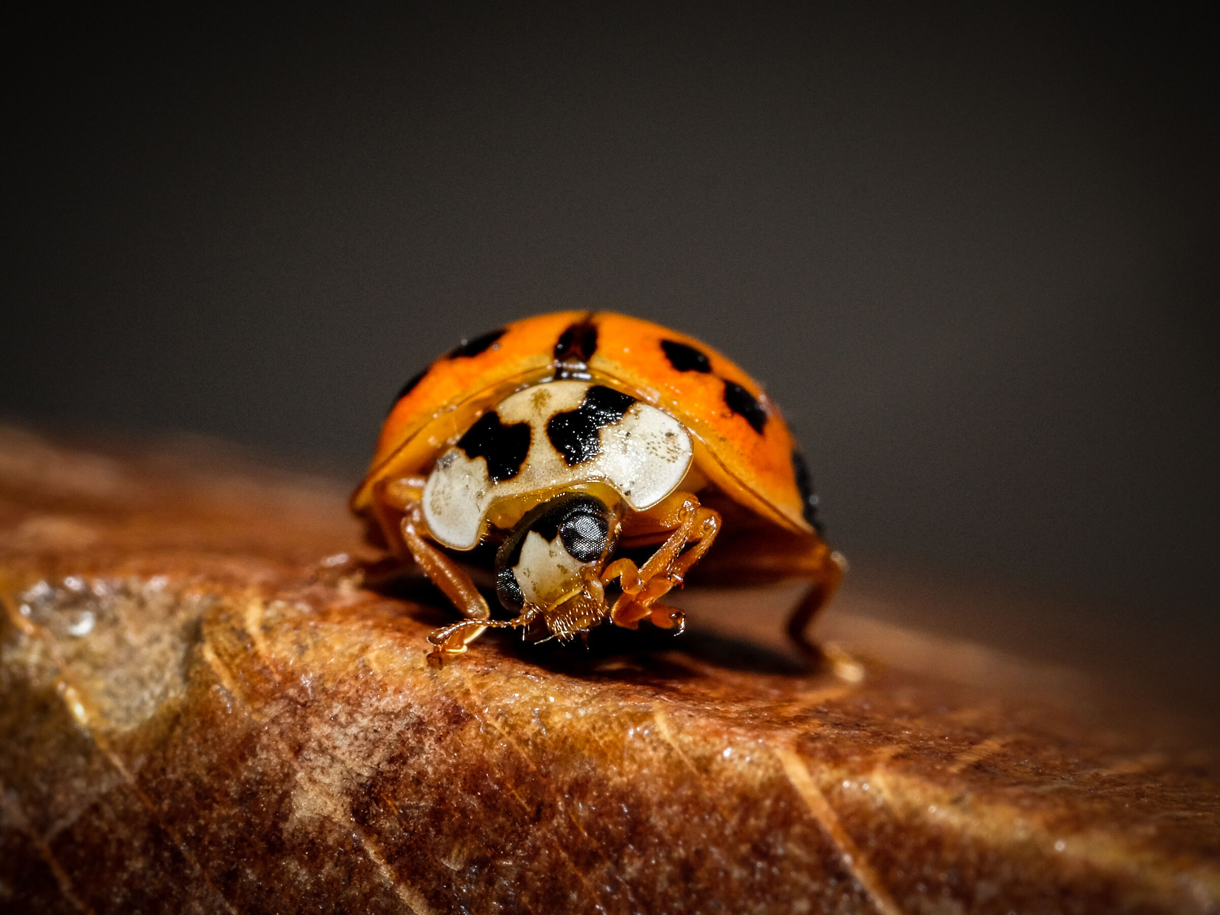 Micro pulizie