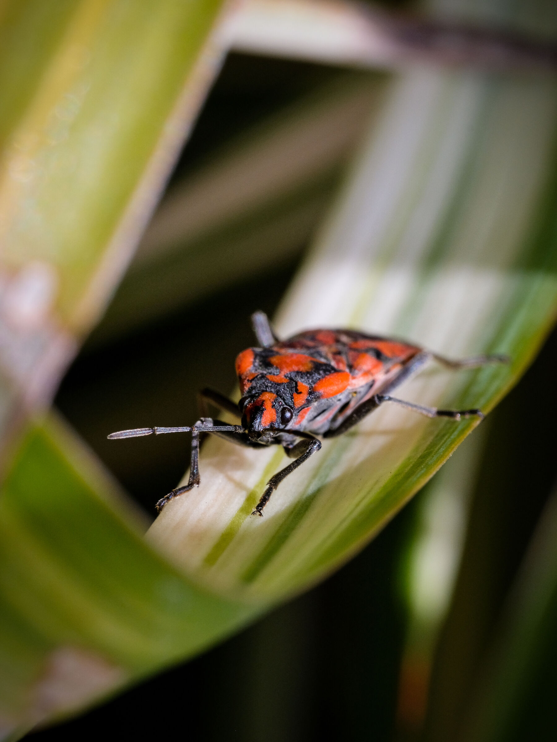 Spilostethus saxatilis
