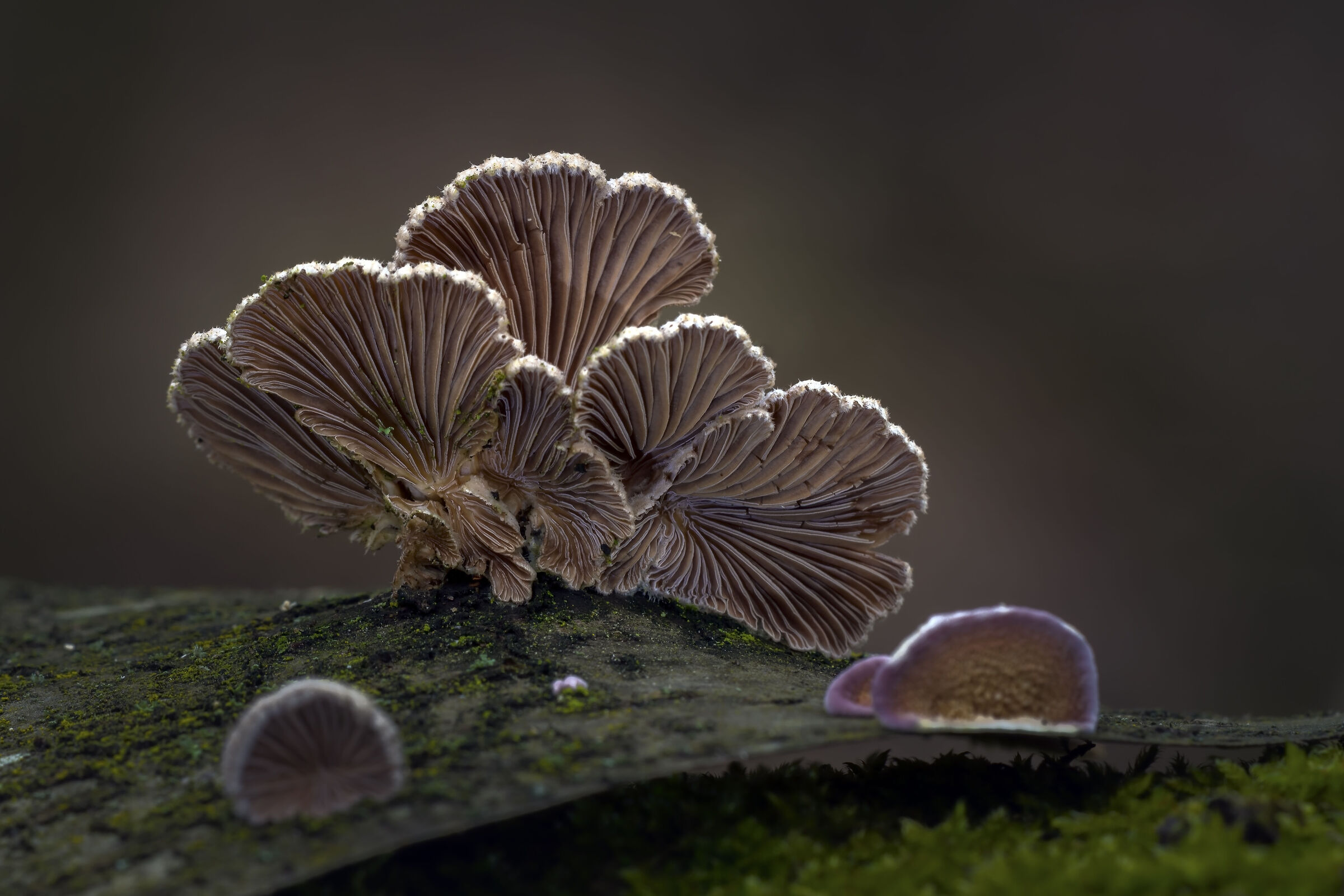 Gli abitanti della corteccia