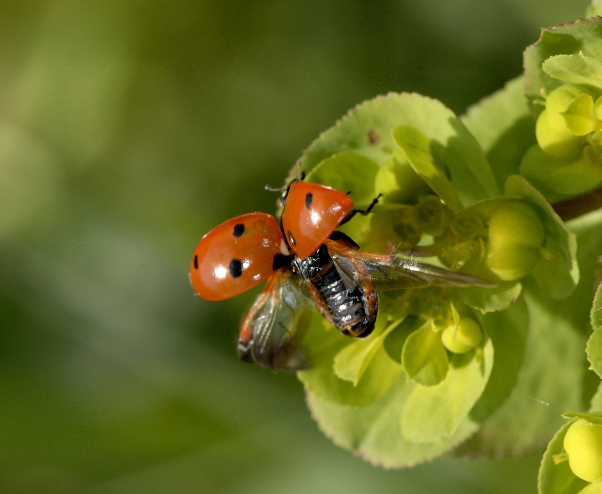 coccinella in volo